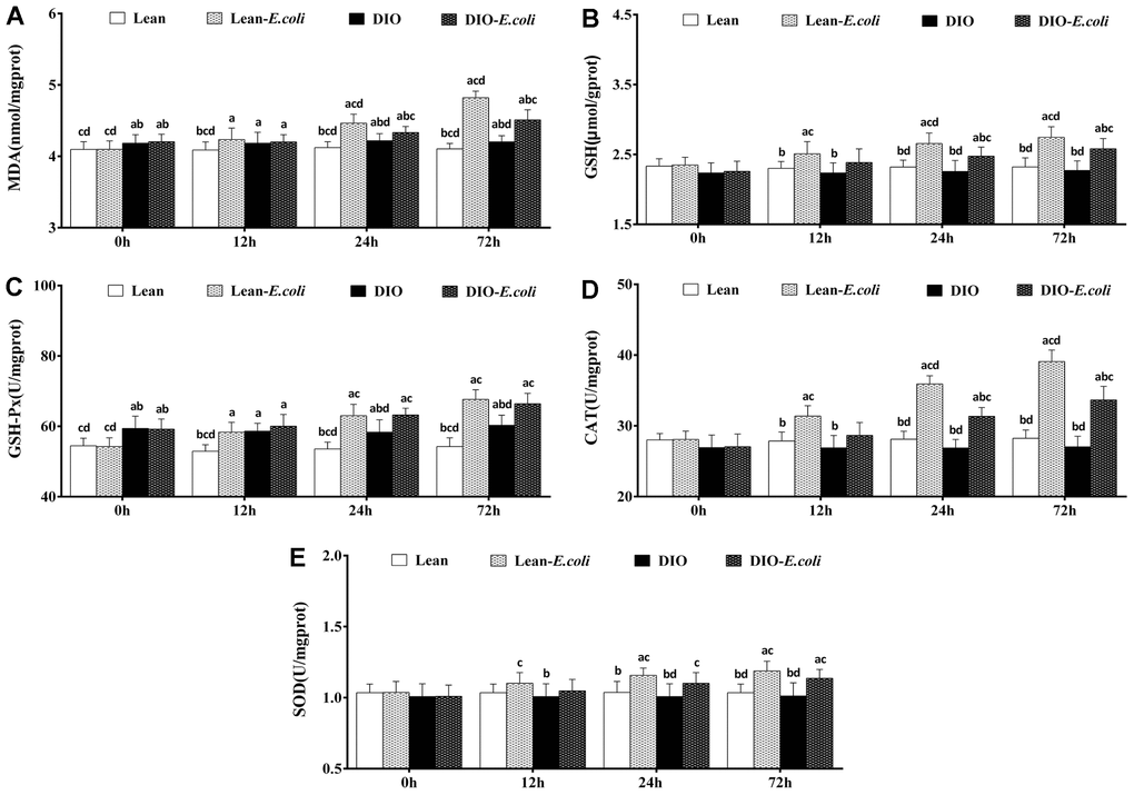 The changes of oxidative stress in the liver after E. coli infection. (A) MDA; (B) GSH; (C) GSH-Px; (D) CAT; (E) SOD. Note: Letter a, b, c or d represent difference (pE. coli group, DIO group, or DIO-E. coli group, respectively.