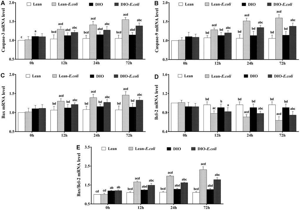 The changes of mRNA expression levels in the liver (expressed as fold change relative to the lean group) after E. coli infection. (A) Caspase-3 ; (B) Caspase-9; (C) Bax; (D) Bcl-2; (E) Bax/Bcl-2. Note: Letter a, b, c or d represent difference (pE. coli group, DIO group, or DIO-E. coli group, respectively.