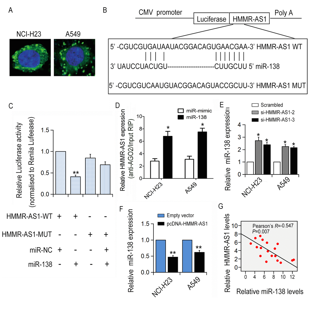 The correlation between HMMR-AS1 and miR-138. (A) HMMR-AS1 expression was detected in the cytoplasm (green) and nuclear fractions (blue) of NCI-H23 and A549 cells by FISH analysis. (B, C) The luciferase reporter plasmid containing WT/Mut HMMR-AS1 was co-transfected into HEK-293T cells. (D) RNA levels in immunoprecipitates are presented as fold enrichment in Ago2 relative to IgG immunoprecipitates. (E, F) miR-138 expression in NCI-H23 and A549 cells was detected by qRT-PCR analysis. (G) Correlation between HMMR-AS1 and miR-138 expression in 18 paired LUAD tissues. *P 