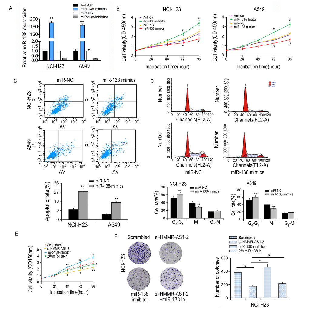 Effects of miR-138 on proliferation, apoptosis and cell cycle of LUAD cells. (A) MiR-138 expression in NCI-H23 and A549 cells was detected by qRT-PCR after transfection with miR-138 mimics or inhibitor. (B) Cell proliferation was inhibited by miR-138 mimics showed by CCK8 assays. (C, D) Apoptotic rate and cell cycle arrest in A549 and NCI-H23 cells were detected by flow cytometry. (E) NCI-H23 cell viability after co-transfection was determined by CCK8 assay. (F) NCI-H23 cell proliferation was determined by colony formation assays. *P 