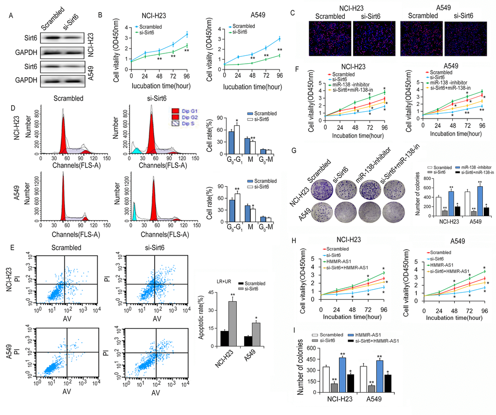 Effects of SIRT6 knockdown on viability of LUAD cells. (A) The SIRT6 protein expression was determined by western blot after SIRT6 knockdown. (B, C) NCI-H23 and A549 cell growth were determined by CCK8 assays and EdU staining assays. (D) Cell cycle was analyzed by flow cytometry. (E) The apoptotic rates of cells were detected by flow cytometry. (F, G) Cell ability of NCI-H23 and A549 cells co-transfection with si-SIRT6 and miR-138 inhibitor was detected by CCK8 and colony formation assays. (H, I) Cell ability of NCI-H23 and A549 cells co-transfection with si-SIRT6 and HMMR-AS1 was detected by CCK8 and colony formation assays. *P 