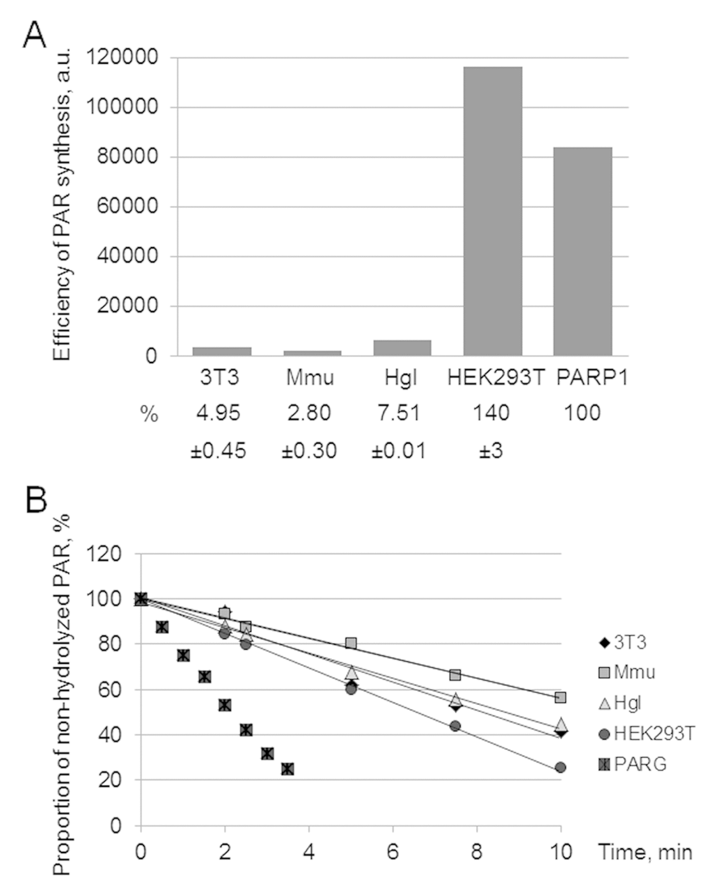 Efficiency of PAR synthesis (A) and degradation (B) in WCEs. (A) PAR synthesis was performed for 1 min at 37 °C in the reaction mixture containing standard buffer components and 0.6 A260/mL activated DNA, 0.5 mg/mL cell extract proteins (or 10 nM recombinant human PARP1), and 20 μM [32P]NAD+. The reaction mixtures were treated and analyzed as described in the section ‘Synthesis and degradation of PAR in the extracts. PARP activity assay’. The yield of PAR analyzed by SDS-PAGE (the gel is shown in Fig. S1) is represented as a bar chart in arbitrary phosphorimager units. The analysis of PAR synthesis for three independent experiments is shown in numerical form under the bar chart. The data are the mean ± SD. In each experiment, the amount of PAR synthesized in the extract was normalized to that synthesized by 10 nM recombinant PARP1. (B) The reaction mixtures containing standard components, [32P]PAR synthesized as described in the section ‘Synthesis and degradation of PAR in the extracts. PARP activity assay’, and 0.5 mg/mL cell extract proteins or 10 nM recombinant PARG were incubated at 37 °C for different time intervals. Aliquots were further processed and analyzed as described in the section ‘Synthesis and degradation of PAR in the extracts. PAR degradation assay’. The amount of [32P]PAR in an equal aliquot of the control mixture (no proteins added) before incubation was taken as 100%. The points on the experimental curves represent the average of three independent experiments. Standard deviation did not exceed 10%.