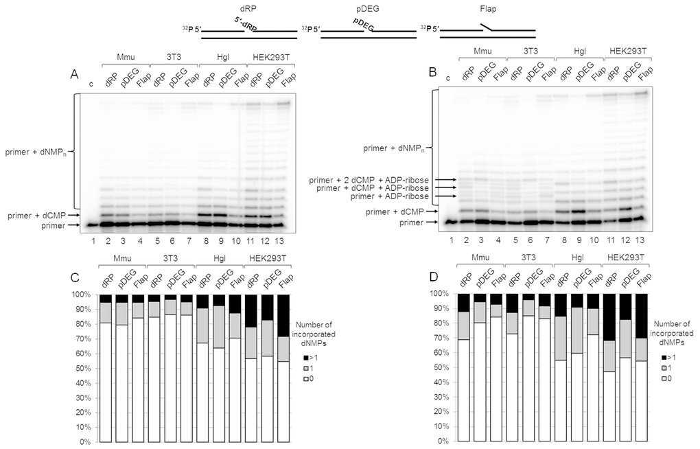 DNA synthesis and effect of PAR synthesis in WCEs. (A) DNA synthesis in the absence of NAD+. The cell extract proteins (0.5 mg/mL) were incubated for 5 min with 100 nM DNA duplexes bearing dRP, pDEG, or flap in the presence of 0.1 mM dNTPs (as described in the section ‘DNA synthesis assay’). (B) DNA synthesis in the presence of NAD+. The same as in (A), but in the presence of 0.5 mM NAD+. The unknown products are marked. Lanes 1 in A and B correspond to the initial primer (control). The types of DNA and cell lines are indicated. (C and D) Quantification of the products shown in Figure 2A and 2B, respectively. The white parts of the bars correspond to the non‐elongated primer, the grey parts reflect the amount of the primer elongated by one dNMP, and the black parts correspond to the products of strand‐displacement DNA synthesis. The intensity of the products is calculated as a percentage of the total radioactivity in the lane. The structures of DNA substrates are schematically shown at the top.