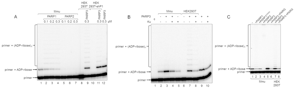Influence of exogenous proteins on (ADP-ribosyl)ation of primer in WCEs. (A) WCE proteins in the absence or presence of extra recombinant proteins were incubated for 5 min with 100 nM DNA duplex dRP, 0.5 mM NAD+, and 5 mM spermine as described in the section ‘DNA (ADP-ribosyl)ation assay’. Recombinant PARP1, PARP2, or PARP3 were added to the extracts at the indicated concentrations prior to initiation of the (ADP-ribosyl)ation reaction. Lane 1, no extra recombinant proteins were added; lane 12, no extract proteins were added. (B) Mmu or HEK293T WCE proteins (0.5 mg/mL) were incubated for 5 min with 100 nM DNA duplex containing dRP moiety in the presence of 0.5 mM NAD+ and 5 mM spermine as described in the section ‘DNA (ADP-ribosyl)ation assay’. PARP3 and/or Ku (each at the final concentration of 300 nM) were added to the extracts prior to initiation of the (ADP-ribosyl)ation reaction. Lane 1 corresponds to the initial primer (control). (C) Mmu or HEK293T WCE proteins (0.5 mg/mL) were incubated at 37 °C for 5 min with 100 nM DNA duplex containing the dRP moiety in the presence of 0.5 mM NAD+ as described in the section ‘DNA (ADP-ribosyl)ation assay’. PARP1, PARP1E988K, PARP2, or PARP3 (the final concentrations of 300 nM) were initially added to the reaction mixtures and indicated. 50 nM PARG was added to some mixtures (lanes 6 and 8) after the reactions were stopped by the addition of EDTA, and the mixtures were incubated at 37 °C for another 10 min.