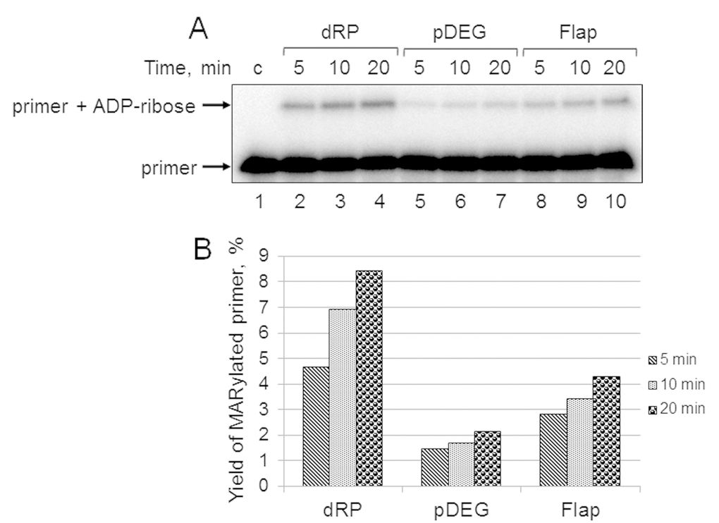 Kinetics of primer MARylation in Mmu WCE (A) and quantification of the reaction products (B). The Mmu cell extract proteins (0.5 mg/mL) were incubated for 5, 10, or 20 min with 100 nM DNA duplexes bearing dRP, pDEG, or flap in the presence of 0.5 mM NAD+ and 5 mM spermine as described in the section ‘DNA (ADP-ribosyl)ation assay’. Lane 1 corresponds to the initial primer (control). The yield of the MARylated primer (%) was calculated as the amount of the corresponding product normalized to overall DNA content in the lane.