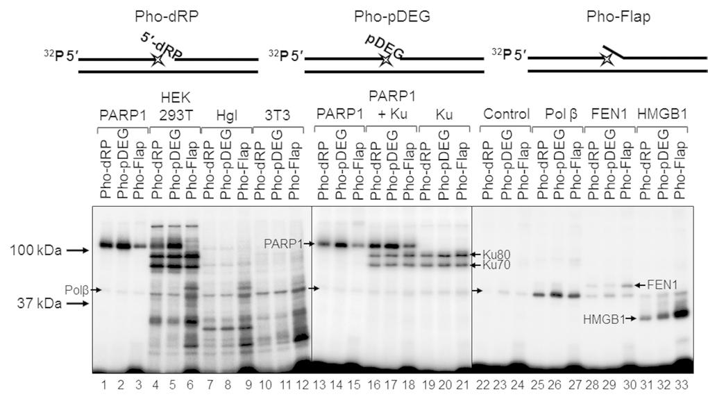 Interaction of proteins with different types of photoreactive DNA. Photoaffinity modification was performed as described in the section ‘Photoaffinity modification of proteins’ using 100 nM DNAs and 1 mg/mL cell extract proteins (HEK293T, lanes 4–6; Hgl, lanes 7–9; 3T3, lanes 10–12), as well as purified PARP1 (100 nM, lanes 1–3 and 13–15), PARP1 + Ku (100 nM each, lanes 16–18), Ku (100 nM, lanes 19–21), Polβ (200 nM, lanes 25–27), FEN1 (100 nM, lanes 28–30), and HMGB1 (300 nM, lanes 31–33). Lanes 22–24 (control) correspond to the UV-light irradiated aliquots of the reaction mixtures for photoreactive DNA synthesis, which contained 100 nM Polβ. The proteins were separated by 12.5% SDS-PAGE and the proteins cross-linked to [32P]-labeled DNAs were visualized by autoradiography. The structures of the photoreactive DNAs are schematically shown at the top. The asterisk denotes the FAP-dCMP residue.