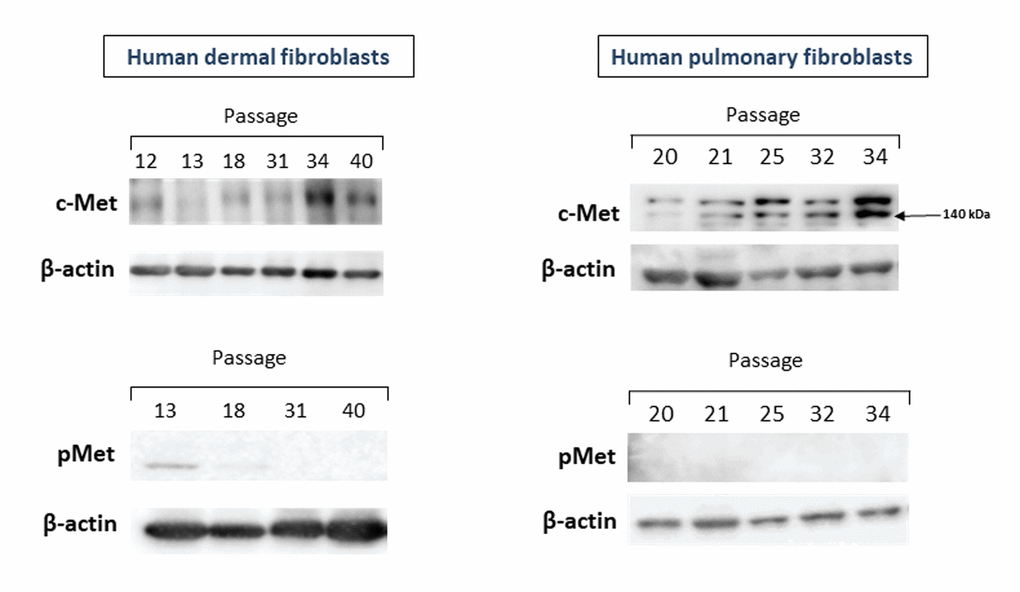 The levels of c-Met and pMet proteins in primary cultures of human dermal (left panel) and pulmonary fibroblasts (right panel) of various passages. Immunoblots represent one of the 4 independent experiments.