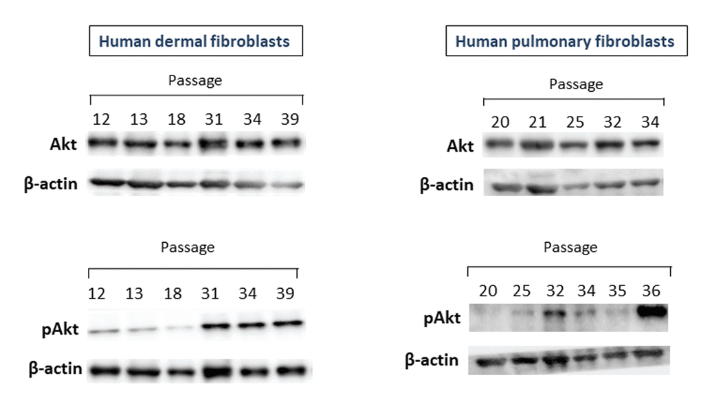 The levels of Akt1/2/3 and pAkt proteins in primary cultures of human dermal (left panel) and pulmonary fibroblasts (right panel) of various passages. Immunoblots represent one of the 3 independent experiments.