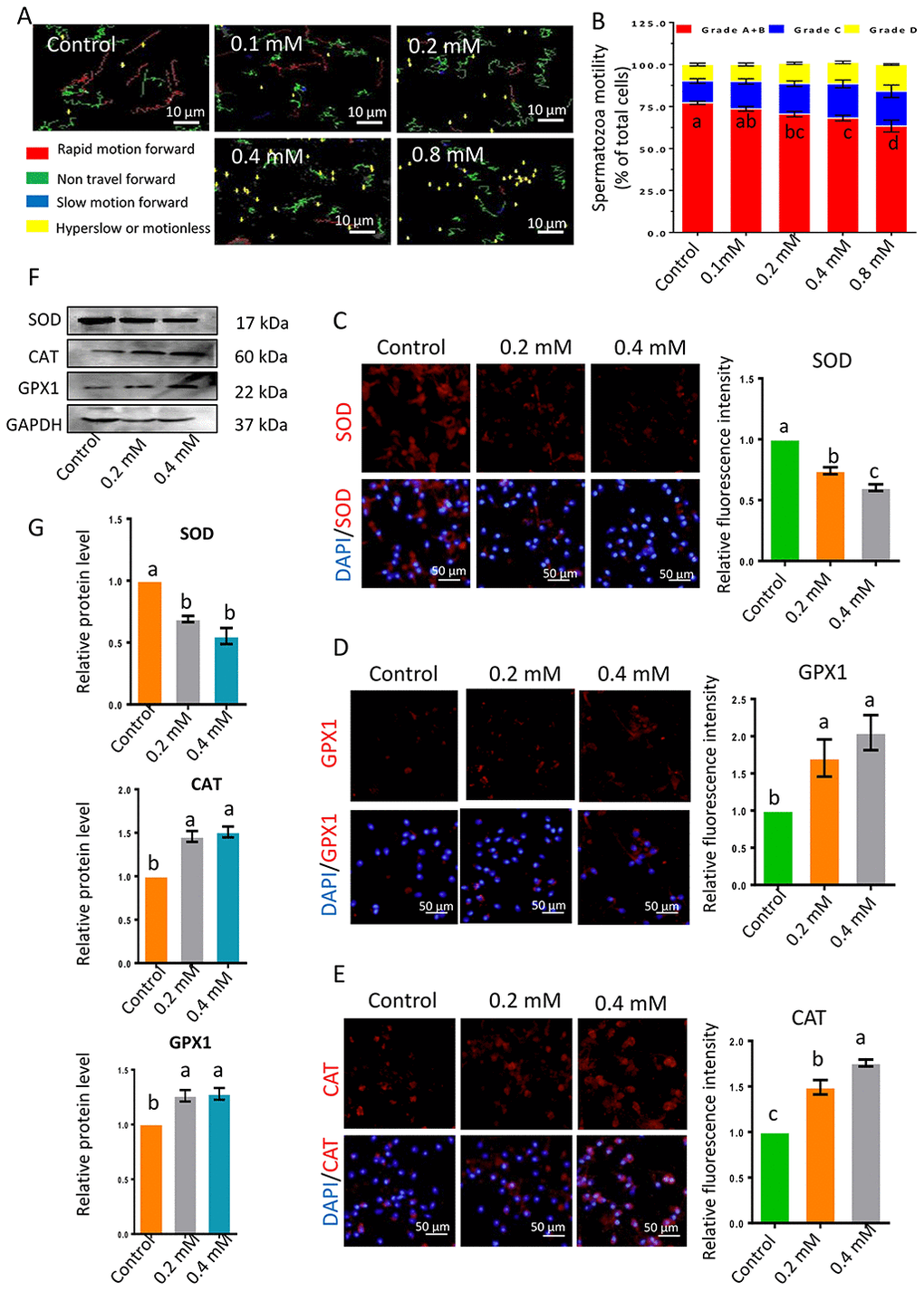 (A) Images depicting sperm motility after 1-h exposure to gibberellin. (B) Quantitative analysis of sperm motility after gibberellin exposure for 1 h. (C–E) The relative protein levels of SOD1, GPX1 and CAT in sperm were detected by immunocytochemistry, and data were quantified based on the relative fluorescence intensity. (F–G) The relative protein levels of SOD1, GPX1 and CAT in sperm were detected by Western blotting. The results are presented as the mean ± SEM.