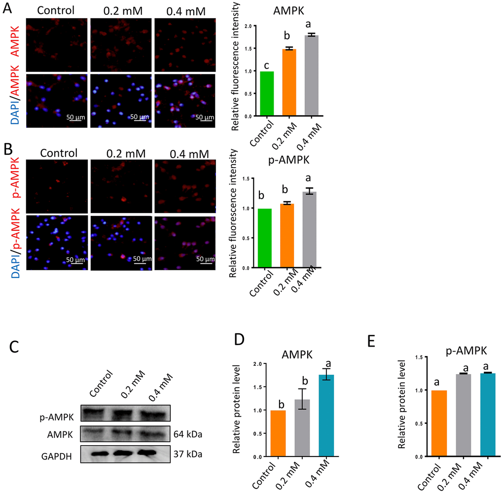 Gibberellin exposure increased the protein levels of p-AMPK and AMPK. (A–B) The relative protein levels of p-AMPK and AMPK in sperm were detected by immunocytochemistry and quantified based on the relative fluorescence intensity. (C–E) The relative protein levels of p-AMPK and AMPK in sperm were detected by Western blotting. The results are presented as the mean ± SEM.