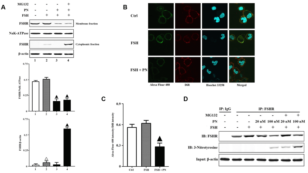 PN-mediated tyrosine nitrations of FSHR abolished the membrane anchoring of FSHR and induced its degradation. (A) PN impaired the membrane expression of FSHR and induced its degradation. KGN cells were incubated with or without PN (100 nM, 12 hrs), MG132 (30 μM, 4 hrs) followed by treatment with FSH (1 nM, 4 hrs). Relative protein expressions of FSHR in membrane fractions (NaK-ATPase as internal standard of membrane proteins) and cytoplasmic fractions (β-actin as internal standard of cytoplasmic proteins) were determined by immunoblots. (B) PN impaired the membrane anchoring of FSHR. KGN cells were incubated with or without PN (100 nM, 12 hrs), followed by treatment with FSH (1 nM, 4 hrs). Representative photo-micrographs of Alexa Flour 488 staining in KGN cells were examined by confocal microscopy, where Green fluorescence indicated Alexa Flour 488-positive FSHR proteins, red fluorescence indicated DiR-positive membrane, and blue fluorescence indicated Hoechst 33258-positive nuclei (Scale bar: 10 μm). (C) Relative ratios of FSHR to membrane were determined as the ratios of Alexa Flour 488 density to DiR intensity. (D) PN induced the protein nitrations of FSHR. KGN cells were incubated with or without PN (20 nM/100 nM, 12 hrs) and MG132 (30 μM, 4 hrs) followed by treatment with FSH (1 nM, 4 hrs). FSHR proteins were purified from cell lysates. The endogenous FSHR complex were analyzed by immunoblots (β-actin as internal standard). Open triangle: p