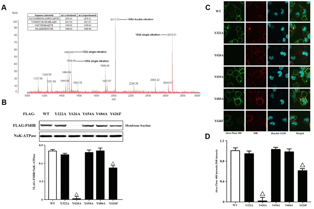 Identification and functional analysis of nitrated tyrosine residues in FSHR protein. (A) Identification of tyrosine nitrated sites in FSHR protein. The purified FSHR proteins from KGN cells were subject to MALDI-TOF MS analysis. Peaks with m/z 1489.66, m/z 1509.64, m/z 2017.07 and m/z 2679.51 corresponding to Y322 single nitration, Y654 single nitration, Y684 double nitration and Y626 single nitration were marked respectively. (B) Membrane expressions of FLAG-WT and its mutants. Relative protein expressions of FLAG-WT, Y322A, Y626A, Y654A, Y684A and Y626F in membrane fractions of KGN cells were determined by immunoblots (NaK-ATPase as internal standard of membrane proteins). (C) Representative photo-micrographs of Alexa Flour 488 staining in KGN cells transfected with FLAG-WT, Y322A, Y626A, Y654A, Y684A and Y626F. They were examined by confocal microscopy, where Green fluorescence indicated Alexa Flour 488-positive FSHR proteins, red fluorescence indicated DiR-positive membrane, and blue fluorescence indicated Hoechst 33258-positive nuclei (Scale bar: 10 μm). (D) Relative ratios of FLAG-WT and its mutants to membrane were determined as the ratios of Alexa Flour 488 density to DiR intensity. Open triangle: p