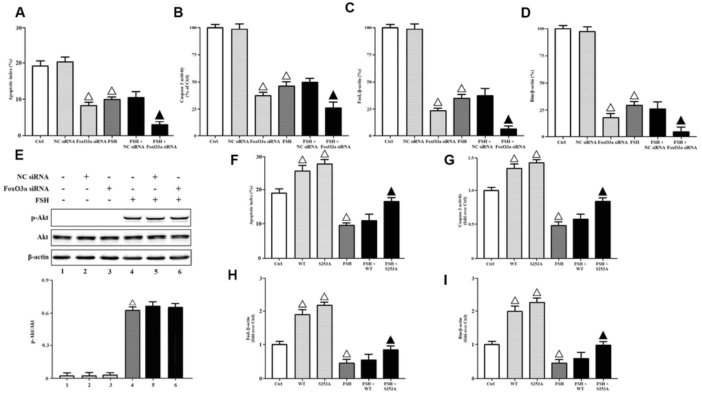 FoxO3a inactivation was required for FSH-mediated cell survival. KGN cells transfected with or without NC siRNA or FSHR siRNA were incubated with or without FSH (1 nM, 4 hrs). (A) The apoptotic indices were measured using in Situ cell death detection kit. (B) The caspase-3 enzyme activity was assayed using a commercial kit. Relative gene expressions of FasL (C) and Bim (D) were determined by RT-PCR (β-actin as internal standard). (E) Relative protein expressions of p-Akt and Akt were determined by immunoblots (β-actin as internal standard). On the other hand, KGN cells transfected with or without FoxO3a-WT and FoxO3a-S253A were incubated with or without FSH (1 nM, 4 hrs). (F) The apoptotic indices were measured using in Situ cell death detection kit. (G) The caspase-3 enzyme activity was assayed using a commercial kit. Relative gene expressions of FasL (H) and Bim (I) were determined by RT-PCR (β-actin as internal standard). Open triangle: p