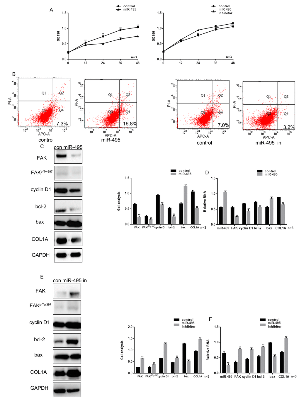 miR-495 inhibits HSF growth. (A) MTT assay showing that following transfection with miR-495 mimic/inhibitor, HSF proliferation is repressed/enhanced. Data are presented as the mean ± SEM. ** PB) AV-PI assay showing that following transfection with miR-495 mimic/inhibitor, HSF apoptosis is enhanced/repressed. (C, D) Following transfection of HSFs with miR-495 mimic, expression of FAK, FAKp-Tyr397, cyclin D1, bcl-2, bax and COL1A were detected using western blotting and real-time PCR. Data are presented as the mean ± SEM. ** PE, F) Following downregulation of miR-495, expressions of FAK, FAKp-Tyr397, cyclin D1, bcl-2, bax and COL1A were detected using western blotting and real-time PCR. Data are presented as the mean ± SEM. ** P