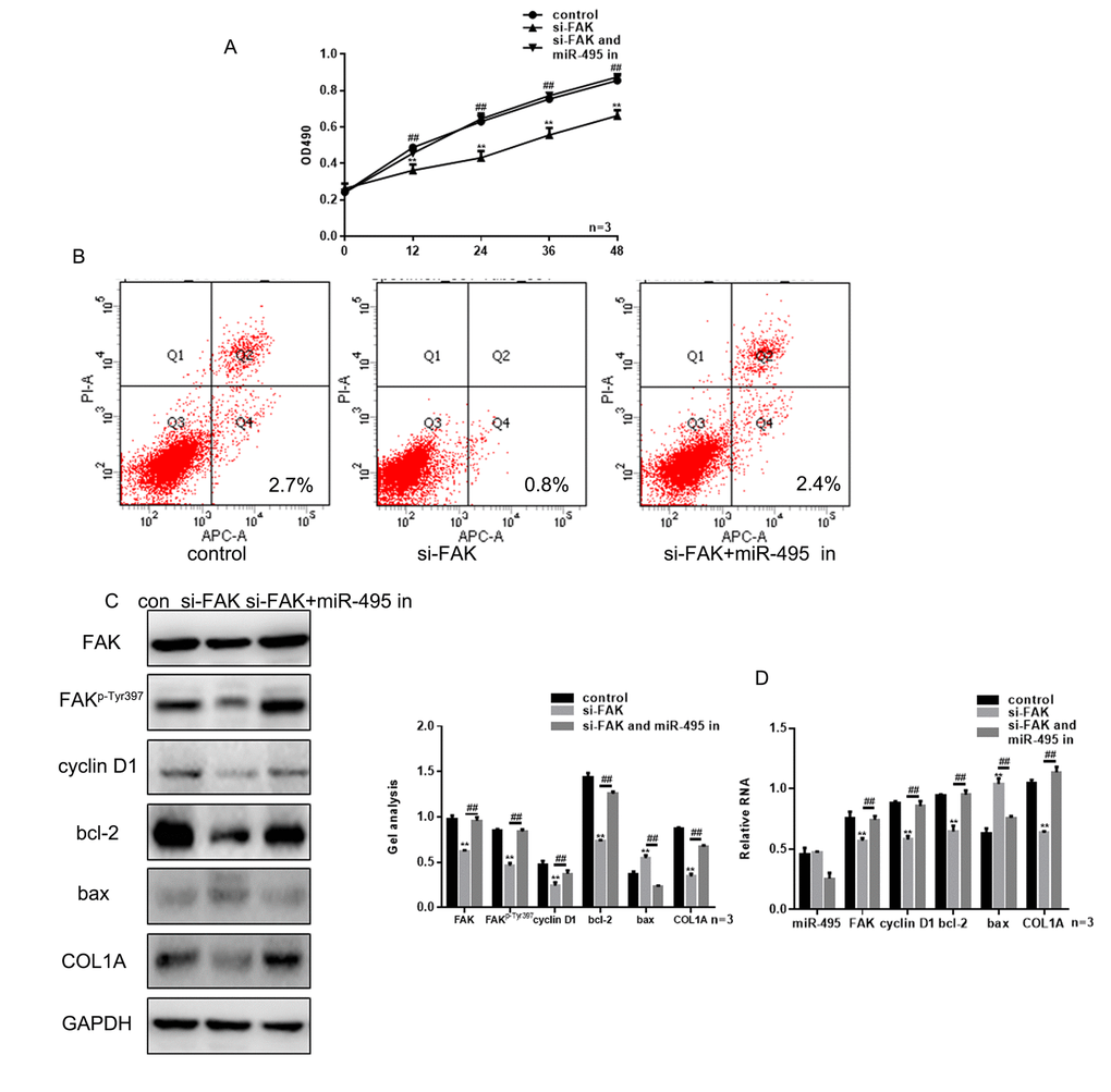 FAK is crucial to the inhibitory effect of miR-495 on HSFs growth. (A) MTT assays showing the effects of si-FAK and miR-495 inhibitor on HSF proliferation. Data are presented as the mean ± SEM. ** P## PB) AV-PI assays showing the effects of si-FAK and miR-495 inhibitor on HSF apoptosis. (C, D) Following transfection of HSFs with si-FAK or si-FAK plus miR-495 inhibitor, expression of FAK, FAKp-Tyr397, cyclin D1, bcl-2, bax and COL1A were detected using western blotting and real-time PCR. Data are presented as the mean ± SEM. ** P## P