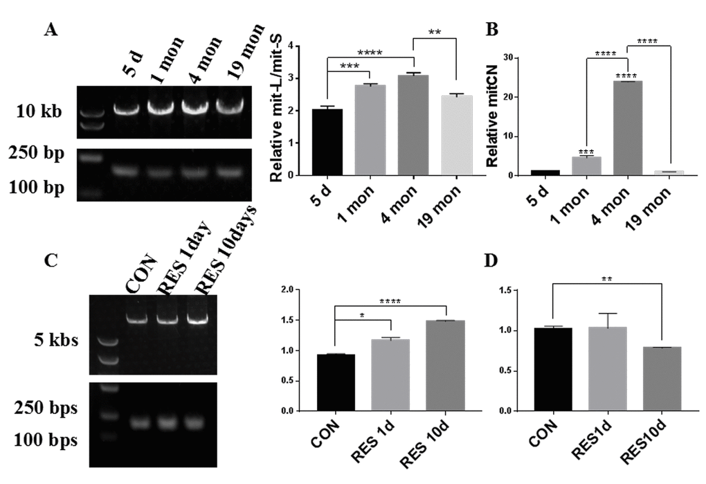 Zebrafish retinal mtDNA quality at different ages and after resveratrol treatment. (A, C) The bands in the left lane are DNA size markers. The top slice shows the long mitochondrial fragments (mit-L) while the bottom slice shows the short mitochondrial fragments (mit-S). The graphs show the ratio of mit-L/mit-S by densitometry analysis of each band (mean ± SEM, *PB) Comparison of mitochondrial copy number (mitCN) in 5 days, 1 month, 4 months, and 19 months old zebrafish retinas (mean ± SEM, ***PD) Comparison of mitCN in zebrafish retinas after treatment with 20mg/L resveratrol for 1 or 10 days (mean ± SEM, **P