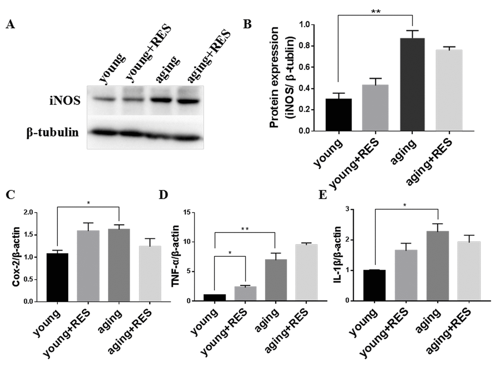 Inflammation elevated in aging zebrafish retina and not regulated by resveratrol treatment (A) Representative western blot showing the protein expression level of iNOS in young, resveratrol-treated young, aging, and resveratrol-treated aging zebrafish retinas. (B) The densitometric mean and SEM of bands from A normalized to the corresponding level of the loading control protein beta-tubulin (**PC-E) Cox-2, TNF-α, and IL-1β expression in young, resveratrol-treated young, aging, and resveratrol-treated aging zebrafish retinas. Graphs represent (C) Cox-2, (D) TNF-α, and (E) IL-1β gene expression by quantitative real-time PCR (mean ± SEM, *P