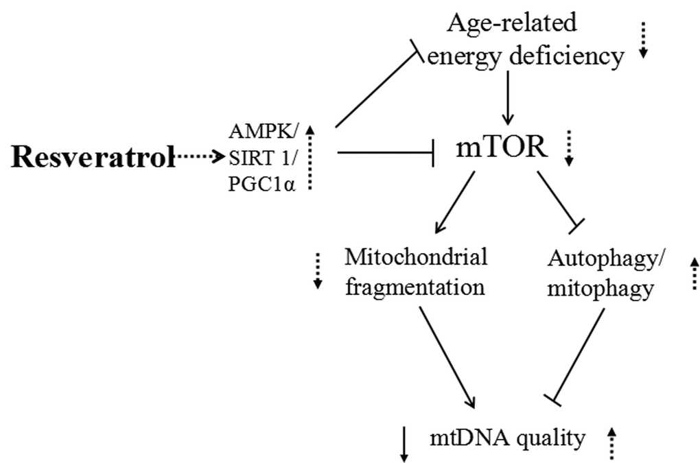Schematic representation of resveratrol induced activation of AMPK/ SIRT1/ PGC1α and inhibition of mTOR, leading to increased mitochondrial quality. Resveratrol treatment enhances AMPK/SIRT1/PGC1α expression and decreases mTOR signaling, which leads to an increase in mtDNA quality and enhanced energy metabolism at least partly through decreased mitochondrial fragmentation and increased autophagy/mitophagy.
