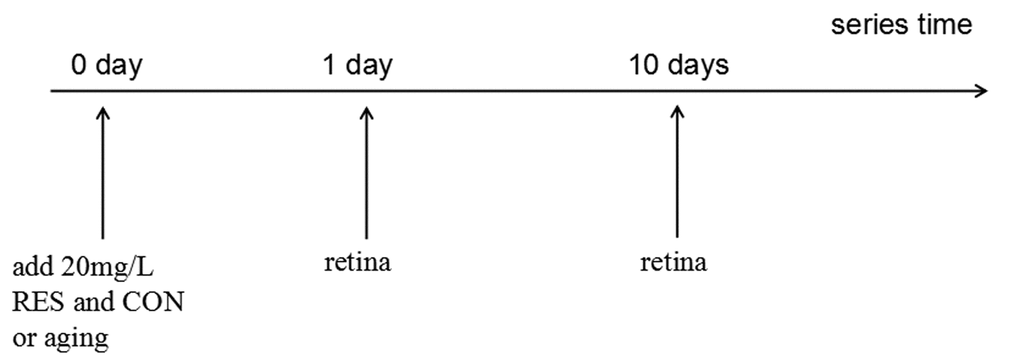 Resveratrol treatment timeline. All treatments began at 0 hour and the time points are post-resveratrol administration. CON/aging, 0.04% ethanol; RES, 20mg/L resveratrol + 0.04% ethanol.
