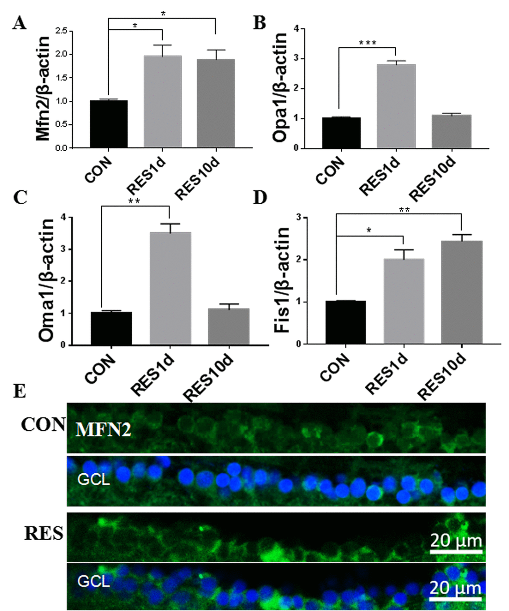 Resveratrol treatment increased mitochondrial fusion/fission expression in young zebrafish retina. (A-D) Mfn2, Opa1, Oma1, and Fis1 gene expression after resveratrol treatment for 1 or 10 days as determined by quantitative real-time PCR (mean ± SEM, *PE) Immunofluorescence localization and relative expression of Mfn2 in the RGC layer of adult zebrafish retina cross-sections after 10 days resveratrol treatment. All photographs were taken at 40x magnification. CON, control; RES1d, resveratrol treated for 1 days; RES/RES10d, resveratrol treated for 10 days; GCL, ganglion cell layer.