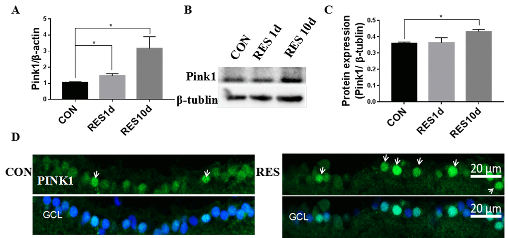 Resveratrol treatment increased mitophagy in young zebrafish retina. (A) Pink1 gene expression in adult zebrafish retina after treatment with resveratrol for 1 and 10 days as measured by quantitative real-time PCR (mean ± SEM, *PB) Representative western blot showing the protein expression of Pink1 in adult zebrafish retina after treatment with resveratrol for 1 and 10 days. (C) Graph of the densitometric mean and SEM normalized to the corresponding level of the loading control protein beta-tubulin from western blots as in B (*PD) Immunofluorescence localization and relative expression of Pink1 in the RGC layer of adult zebrafish retinas after treatment with resveratrol for 10 days. Retina cross sections prepared from zebrafish eyes were immunostained with Pink1 antibody. All photographs were taken at 40x magnification. CON, control; RES1d, resveratrol treated for 1 days; RES/RES10d, resveratrol treated for 10 days; GCL, ganglion cell layer.