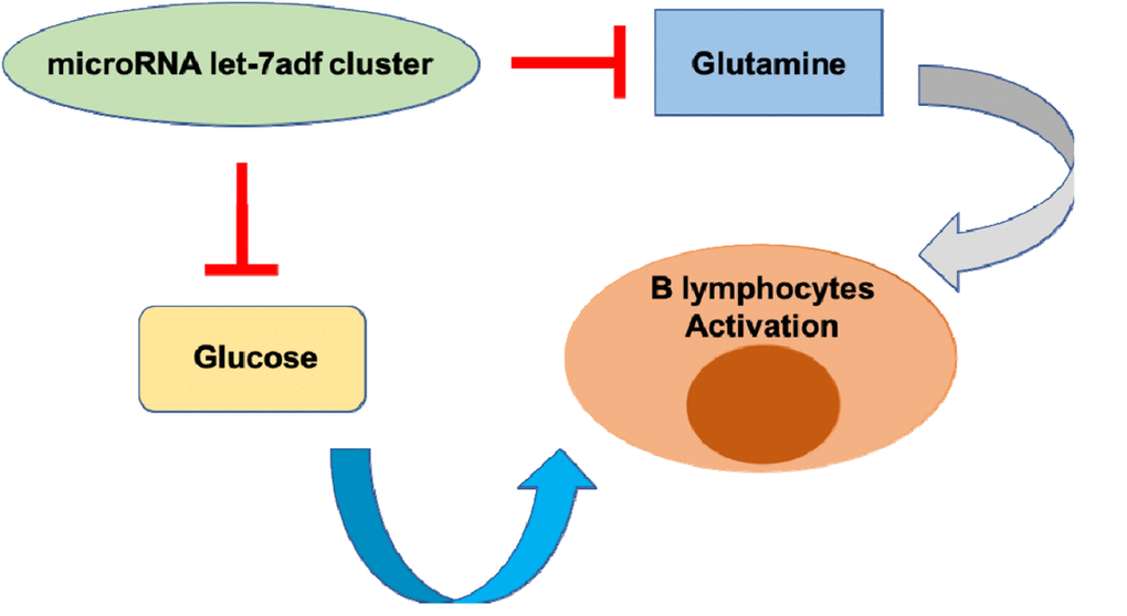 MicroRNAlet-7adf: A metabolic checkpoint of B lymphocyte activation. A specific cluster of microRNA let-7 family suppresses B lymphocyte activation by restricting metabolic rates of glucose and glutamine.