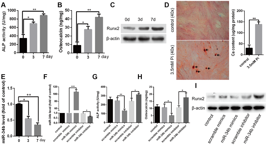 MiR-34b was down-regulated and involved in the process of VSMCs calcification. (A–C) VSMCs cultured in 3.5 mM of Pi were measured for ALP activity, OC secretion and Runx2 expression. (D) VSMCs were treated with 3.5 mM of Pi for 18 days and then subjected to Alizarin Red S staining. The calcium content was extracted with cetyl-pyridinium chloride and quantified by spectrophotometry. Representative images were shown. The arrows indicate the mineralised nodules. (E) Expression of miR-34b was detected by qRT–PCR in cultured VSMCs. (F) qRT–PCR showed the expression of miR-34b in VSMCs transfected with scramble miRNA mimics, inhibitor or miR-34b mimics, miR-34b inhibitor, respectively. (G–I) VSMCs were transfected to detect the change of ALP activity, OC secretion and Runx2 protein levels. n=3. The data were expressed as mean ± SD, *p p p 