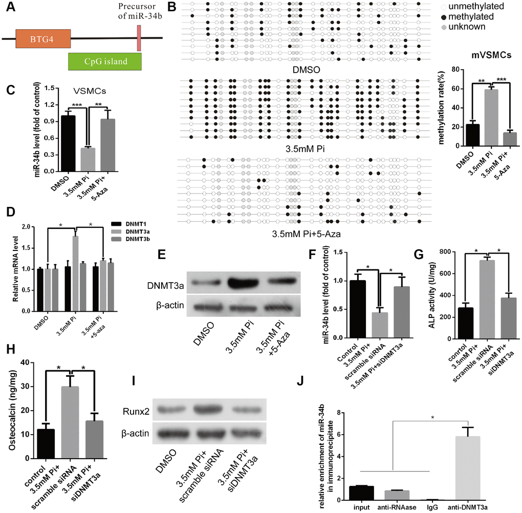 Down-regulation of miR-34b was related with DNA upstream of CpG site methylation and mediated by DNMT3a that was involved in regulating VSMCs calcification. (A) A schematic illustration of the location of the CpG islands upstream of miR-34b DNA. (B) BSP showed that the methylation rate of CpG sites of miR-34b DNA was significantly higher in VSMCs with 3.5 mM of Pi treatment than that of control. Meanwhile, 5-aza (10 μmol/L), a DNA methyltransferase inhibitor, decreased the methylation level of CpG sites of miR-34b in VSMCs. (C) The expression of miR-34b was detected by qRT-PCR in VSMCs treated with 3.5 mM of Pi or 3.5 mM of Pi + 10 μmol/L of 5-aza. (D) qRT-PCR showed the different expression levels of DNMT1, DNMT3a and DNMT3b in VSMCs cultured in 3.5 mM of Pi or 3.5 mM Pi + 10 μmol/L of 5-aza. (E) Western blot analysis showed that the different levels of DNMT3a protein in VSMCs treated with 3.5 mM of Pi or 3.5 mM Pi + 10 μmol/L of 5-aza. (F) qRT-PCR detected the expression of miR-34b after knocking down DNMT3a with DNMT3a siRNA in VSMCs. (G–I) ALP activity, OC secretion and Runx2 expression were determined in VSMCs induced by 3.5 mM of Pi after transfecting with scramble siRNA or DNMT3a siRNA. (J) Cultured VSMCs were subjected to ChIP using the anti-DNMT3a antibody, followed by qPCR analysis using primers annealing to the promoter sequence of miR-34b. n = 3. The data were expressed as mean ± SD, *p p p 