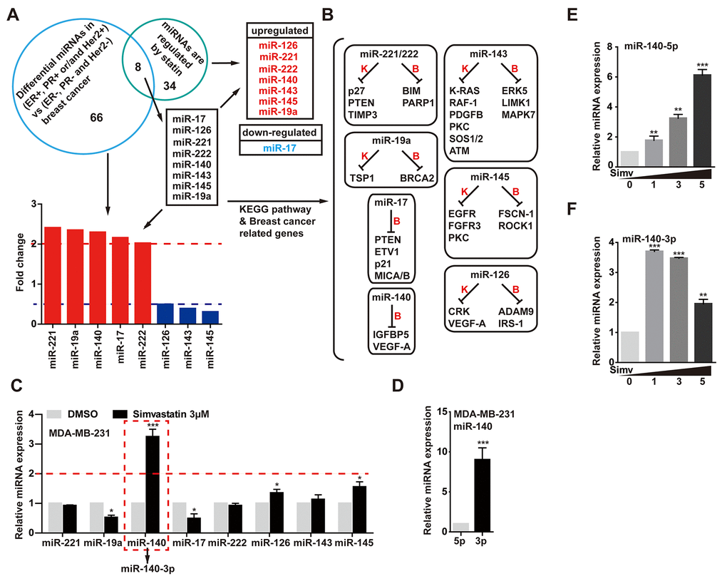 Simvastatin upregulated miR-140-5p expression. (A) Venn diagram containing miRNAs that were found to be significantly altered in triple negative tumors (ER-, PR- and Her2-) compared with other breast tumors (ER+ and/or PR+ and/or Her2+) and were regulated by statins. (B) KEGG pathway showed targeted genes of the 8 different miRNAs came from A. (C) qPCR analysis of the 8 different miRNAs expression in MDA-MB-231 cells treated with 3µM simvastatin compared with negative control DMSO for 24h. (D) The relative miRNA expression levels of miR-140-5p and miR-140-3p in MDA-MB-231 cells. (E, F) The expression levels of miR-140-5p and miR-140-3p were detected by qPCR in MDA-MB-231 cells treated with simvastatin(1-5µM) for 24h. All miRNAs expression was normalized to snRNA U6 housekeeping gene. The p-values were calculated using standard Student t-tests. Error bars represent mean±SEM of three individual experiments. *** P ≤ 0.001, ** P ≤ 0.01.