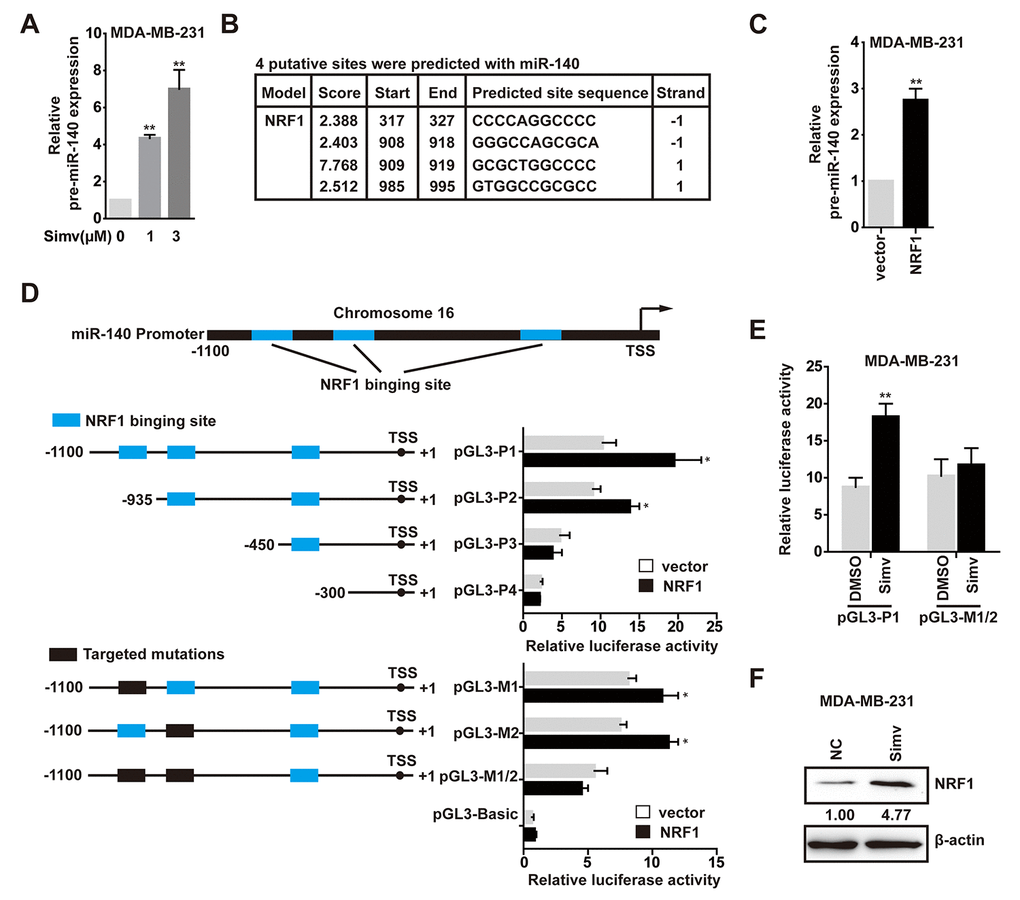 NRF1 bound to and activated the pre-miR-140 promoter. (A) The expression levels of pre-miR-140 was detected by qPCR in MDA-MB-231 cells treated with simvastatin(1-3µM) for 24h. (B) The location of NRF1-binding sites in the pre-miR-140 proximal promoter region was predicted by the JASPAR CORE database. (C) The relative miRNA expression levels of pre-miR-140 in MDA-MB-231 cells transfected with NRF1 over-expressing plasmid compared with empty plasmid. (D) Sequential deletion and mutation analyses identified NRF1-responsive regions in the pre-miR-140 proximal promoter region. pGL3-P2, pGL3-P3 and pGL3-P4 represented the deletion, and pGL3-M1, pGL3-M2 and pGL3-M1/2 represented the mutation. Serially truncated and mutated pre-miR-140 promoter vectors were co-transfected with NRF1 over-expressing plasmid or empty plasmid into MDA-MB-231 cells, and the relative luciferase activities were determined. (E) Effect of simvastatin on pre-miR-140 promoter driven luciferase activity. MDA-MB-231 cells were transfected with pGL3-P1 or pGL3-M1/2 plasmids, along with 3µM simvastatin or DMSO. (F) MDA-MB-231 cells were cultured and treated with 3µM simvastatin or NC(DMSO) for 24h and NRF1 protein was measured by Western blot. β-actin served as a control. The p-values were calculated using standard Student t-tests. Error bars represent mean±SEM of three individual experiments. ** P ≤ 0.01.