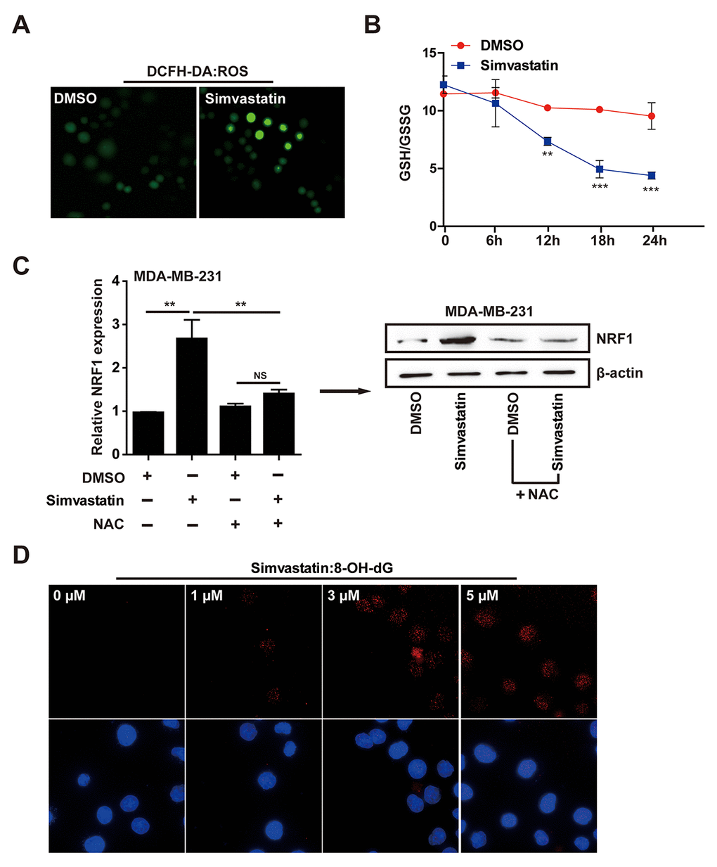 Simvastatin induced oxidative stress. (A) The ROS level showed effects in MDA-MB-231 cells with simvastatin or DMSO treatment for 24h as determined by fluorescence intensity of DCFH-DA (ROS probe). (B) simvastatin induced ROS elevation accompanied by a continuous decline of GSH/GSSG ratio in MDA-MB-231 cells within 24 hours. (C) The effect of simvastatin and NAC on NRF1 expression as detected by qPCR and western blot. (D) DNA oxidative damage marker 8-OH-dG was measured by ICC/IF in MDA-MB-231 cells treated with simvastatin(1-5µM) for 24h. The p-values were calculated using standard Student t-tests. Error bars represent mean±SEM of three individual experiments. *** P ≤ 0.001, ** P ≤ 0.01.