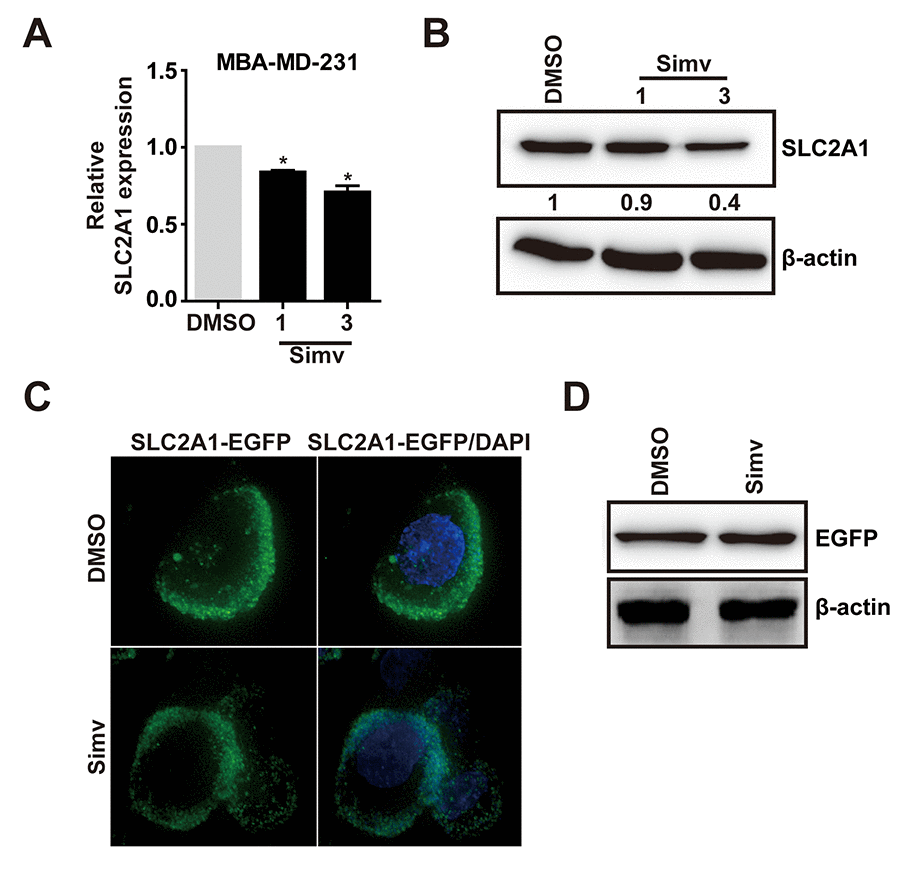 Simvastatin inhibited SLC2A1 expression. (A, B) MDA-MB-231 cells were treated with either NC(DMSO) or various concentrations of simvastatin(1-3µM) for 24h. The mRNA and protein expression of SLC2A1 were examined by qPCR and western blot, respectively. (C) Effect of simvastatin on the localization of SLC2A1. MDA-MB-231 cells were transfected with EGFP-SLC2A1 co-expression plasmid for 48h, then the cells were treated with either DMSO or simvastatin for 24h and observed with a Delta Vision Imaging Workstation. (D) Effect of simvastatin on the exogenous EGFP-SLC2A1 through western blot analysis. The p-values were calculated using standard Student t-tests. Error bars represent mean±SEM of three individual experiments. * P ≤ 0.05.