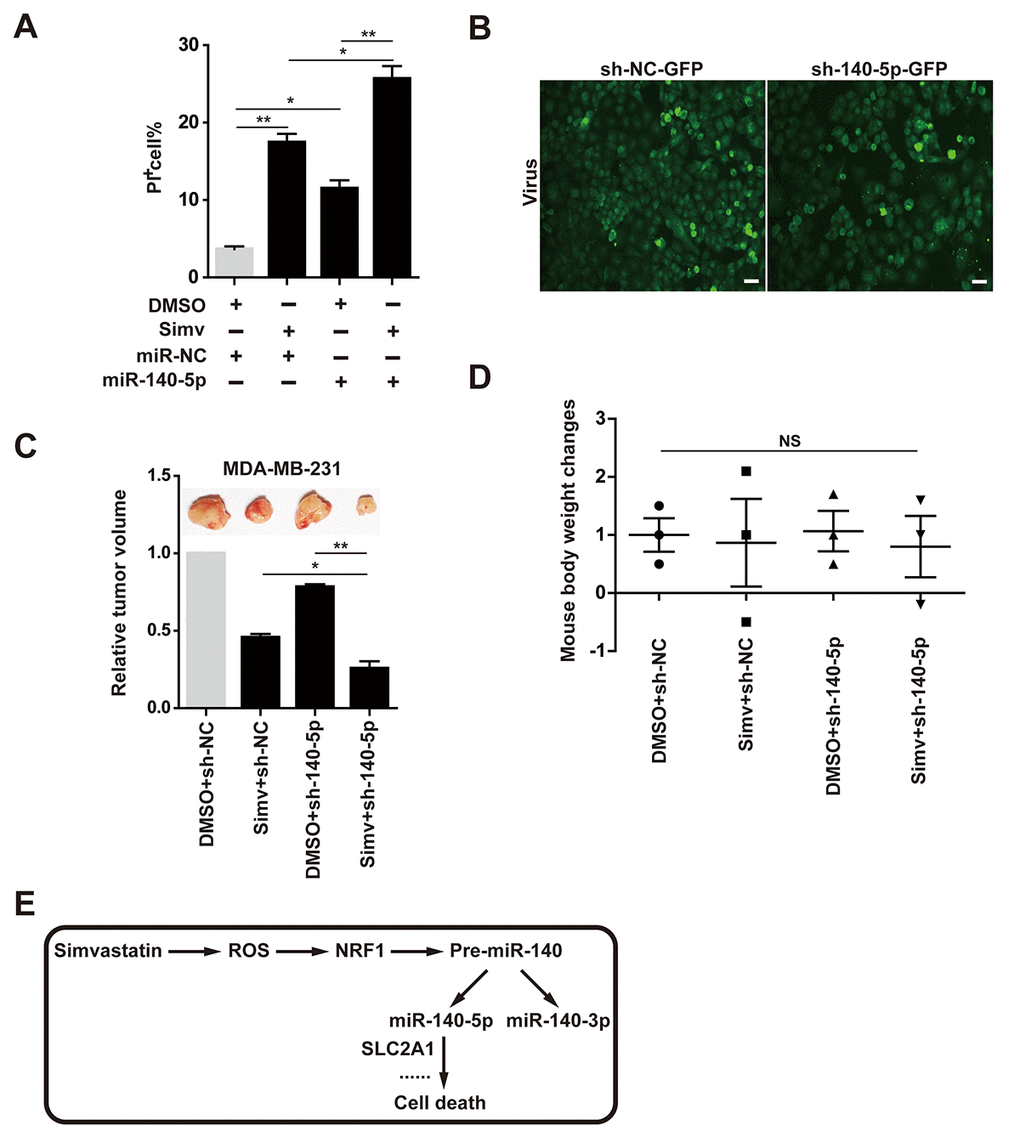 Combination of simvastatin and miR-140-5p promoted cell death in vitro and in vivo. (A) cell death induced by the four groups treatment (DMSO+ NC, simvastatin+ NC, DMSO+ miR-140-5P and simvastatin+ miR-140-5P) was measured by counting PI positive cell number. (B) lentiviral vector-infected MDA-MB-231cells and miR-140-5P vector-infected cells fluorescence detection. (C) Tumor volume detection in the four groups treatment. (D) Body weight change in the four groups of xenografted mice. (E) Schematic diagram of the mechanism that simvastatin-induced cell death by up-regulating miR-140-5P. The p-values were calculated using standard Student t-tests. Error bars represent mean± SEM of three individual experiments. ** P ≤ 0.01, * P ≤ 0.05.