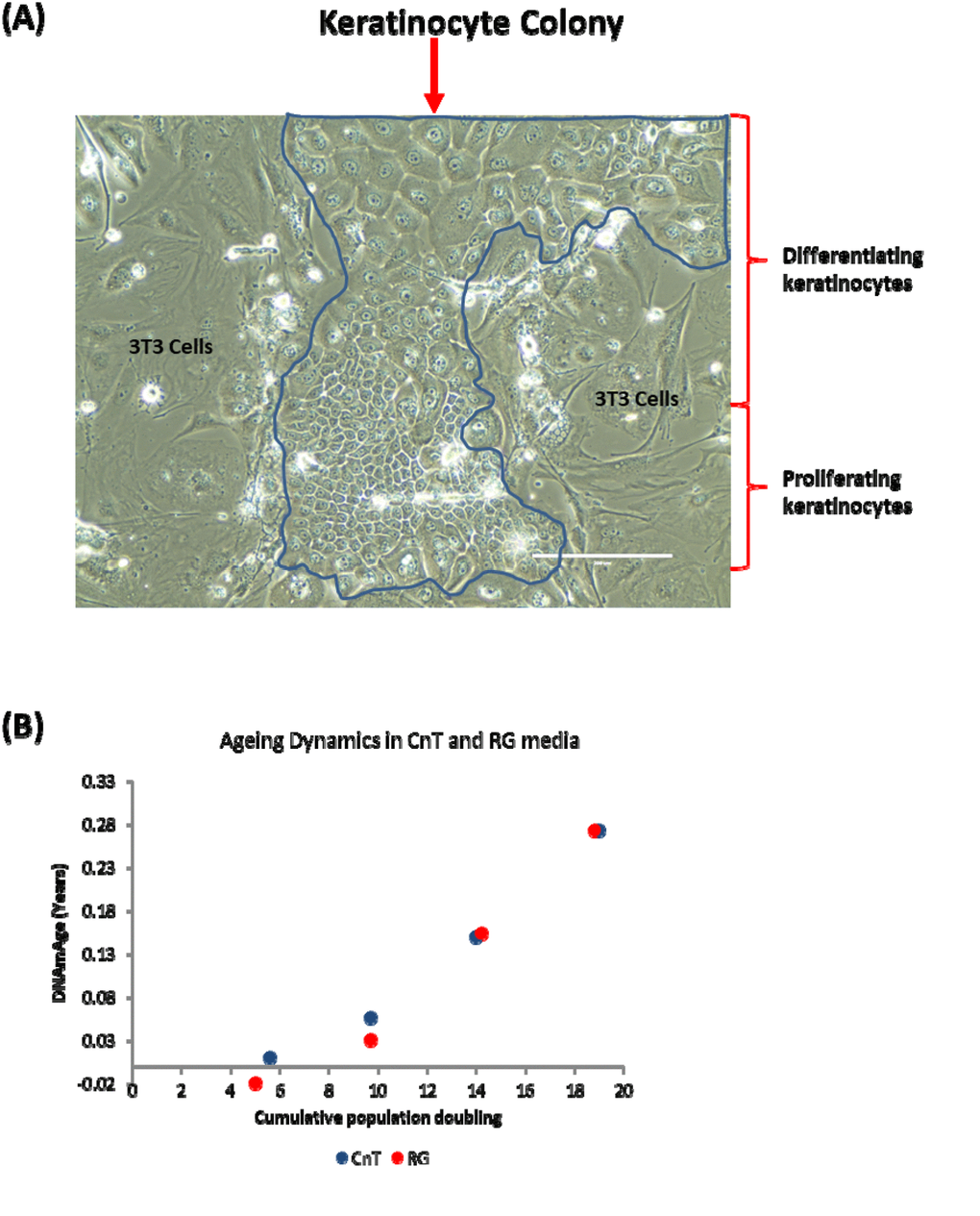 Keratinocyte differentiation does not drive epigenetic ageing. (A) Phase contrast image of a primary keratinocyte colony grown in the presence of irradiated J2-3T3 feeder cells in RG medium. The keratinocyte colony is demarcated within the blue boarder and proliferating or differentiating keratinocytes are indicated. Cells external of the boarder are irradiated 3T3-J2 feeder cells. (B) Comparison of epigenetic aging between primary keratinocytes grown in CnT-07 media (CnT) and RG media (RG).