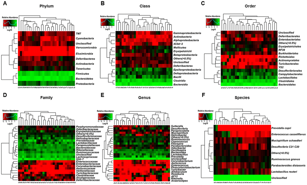 Heatmaps of gut microbiota composition at phylum, class, order, family, genus, and species levels for CONT, CD, and Non-CD mice. (A) Heatmap (phylum level). (B) Heatmap (class level). (C) Heatmap (order level). (D) Heatmap (family level). (E) Heatmap (genus level). (F) Heatmap (species level).