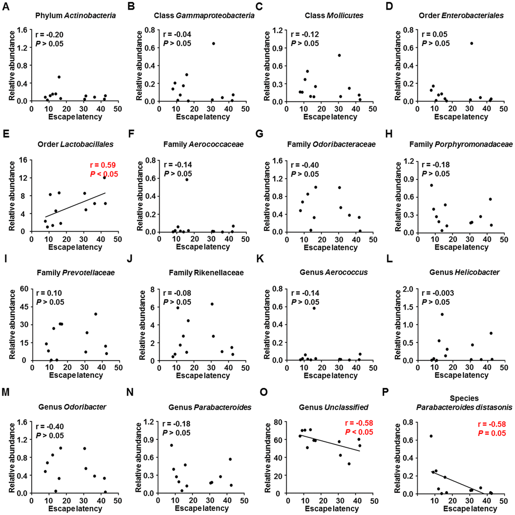 Correlations between MWM escape latency and relative abundance of various gut microbes (N = 12). (A) Phylum Actinobacteria (r = −0.20, P > 0.05). (B) Class Gammaproteobacteria (r = −0.04, P > 0.05). (C) Class Mollicutes (r = −0.12, P > 0.05). (D) Order Enterobacteriales (r = 0.05, P > 0.05). (E) Order Lactobacillales (r = 0.59, P F) Family Aerococcaceae (r = −0.14, P > 0.05). (G) Family Odoribacteraceae (r = −0.40, P > 0.05). (H) Family Porphyromonadaceae (r = −0.18, P > 0.05). (I) Family Prevotellaceae (r = 0.10, P > 0.05). (J) Family Rikenellaceae (r = −0.08, P > 0.05). (K) Genus Aerococcus (r = −0.14, P > 0.05). (L) Genus Helicobacter (r = −0.003, P > 0.05). (M) Genus Odoribacter (r = −0.40, P > 0.05). (N) Genus Parabacteroides (r = −0.18, P > 0.05). (O) Genus Unclassified (r = −0.58, P P) Species Parabacteroides distasonis (r = −0.58, P = 0.05). MWM: Morris water maze.