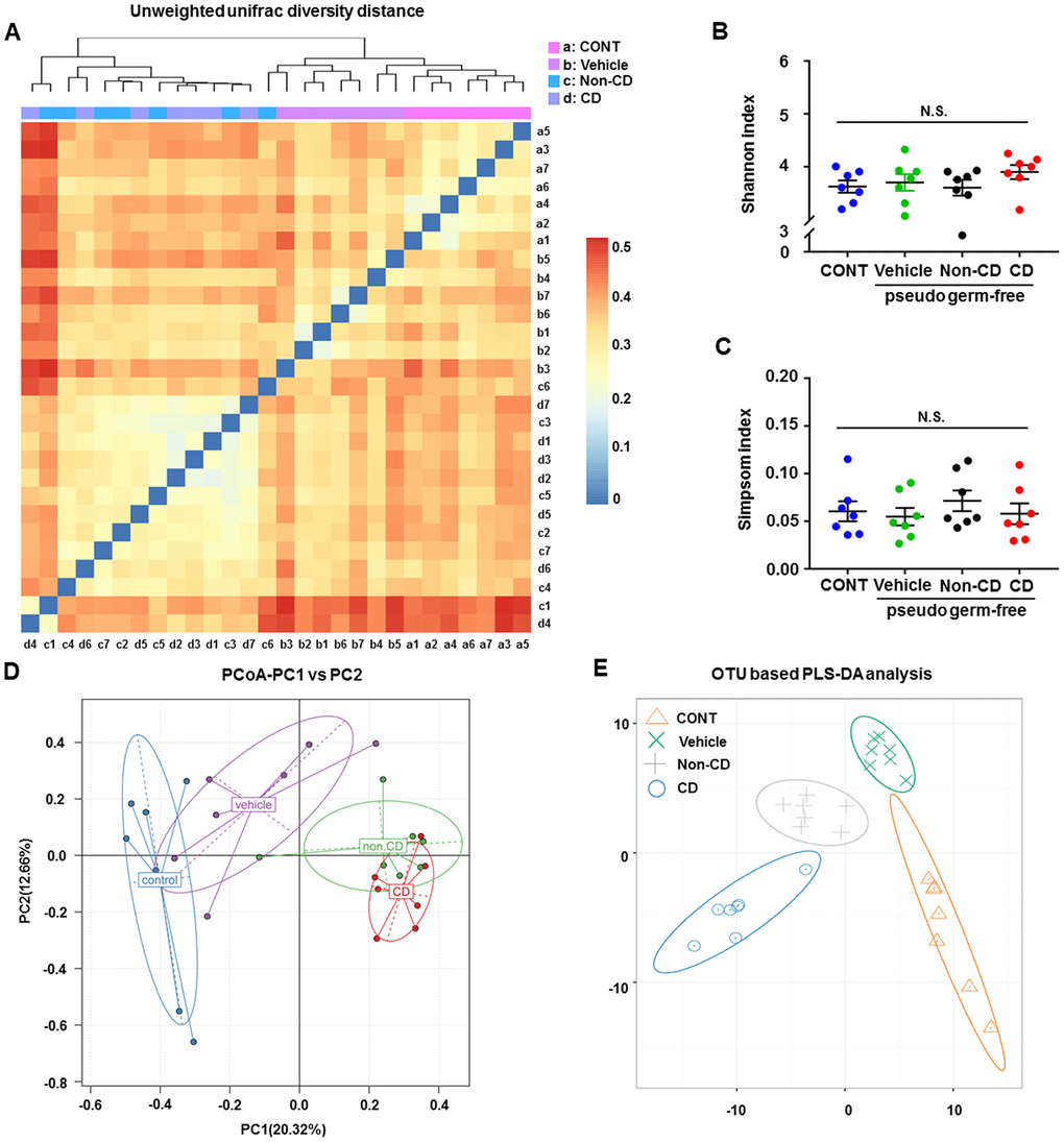 Changes in the gut microbiota of pseudo-germ-free mice following transplantation from CD and Non-CD diabetic mice. (A) Unweighted unifrac diversity distance. (B) Shannon index (one-way ANOVA; F3,24 = 0.928, p > 0.05). (C) Simpson index (one-way ANOVA; F3,24 = 0.486, p > 0.05). (D) PCoA analysis of gut bacteria data (PC1 versus PC2). (E) PLS-DA analysis of gut bacteria data. The α-diversity is shown as mean ± SEM (n = 7 individual samples/group). ANOVA: analysis of variance; CD: cognitive dysfunction; CONT: control; N.S.: not significant; PCoA: principal coordinate analysis; PLS-DA: partial least squares discrimination analysis; SEM: standard error of the mean.