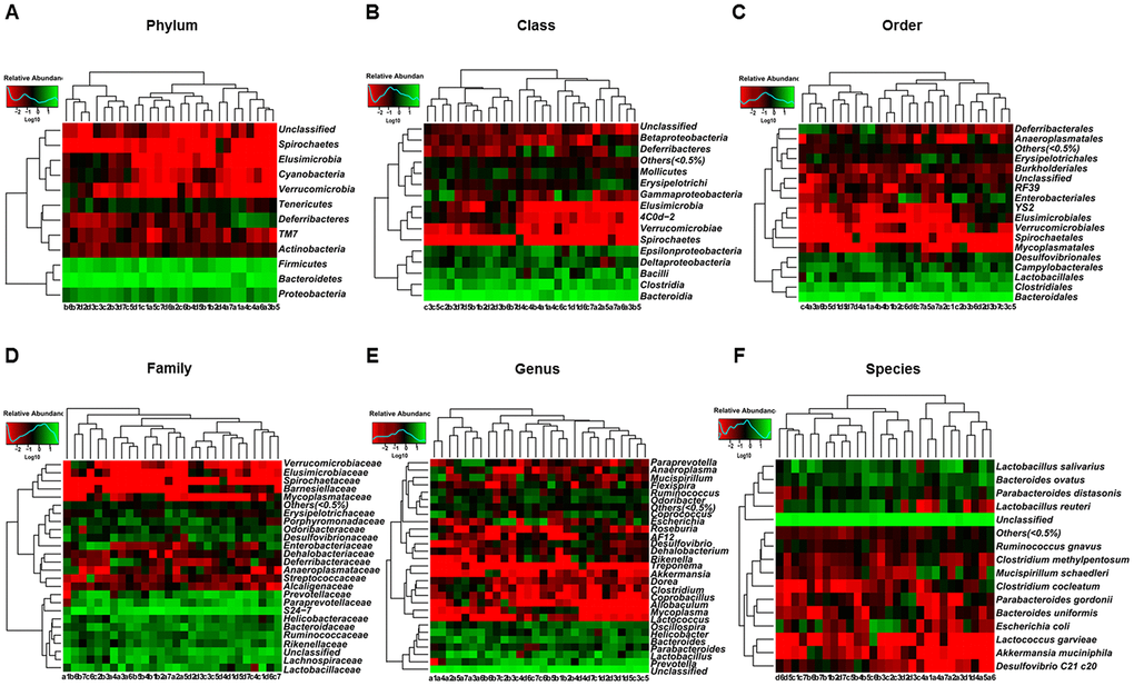Heatmaps of gut microbiota composition in pseudo-germ-free mice following transplantation from CD and Non-CD diabetic mice. (A) Heatmap (phylum level). (B) Heatmap (class level). (C) Heatmap (order level). (D) Heatmap (family level). (E) Heatmap (genus level). (F) Heatmap (species level).