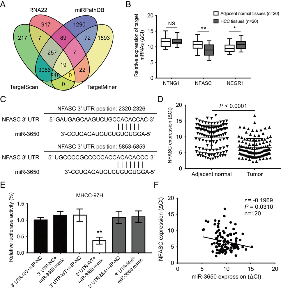 NFASC is a direct target of miR-3650 in HCC. (A) Venn diagrams showing the number of potential targeted mRNAs of miR-3650 from four databases: TargetScan, RNA22, miRPathDB and TargetMiner. (B) RT-PCR analysis of the expression of three candidate mRNAs in 20 paired HCC tissues and adjacent normal tissues. (C) Predicted binding sites of miR-3650 and NFASC mRNA 3’-UTR as predicted by the Targetscan algorithm. (D) Relative expression of NFASC mRNA between 120 paired HCC tissues and adjacent normal liver tissues by RT-PCR. (E) Relative luciferase activities of wild type (WT) and mutated (Mut) NFASC mRNA 3’-UTR reporter in MHCC-97H cells co-transfected with miR-3650 mimic. (F) The correlation between miR-3650 and NFASC expression in HCC tumor tissues. Error bars: Means ± SD (n=3). * P P 