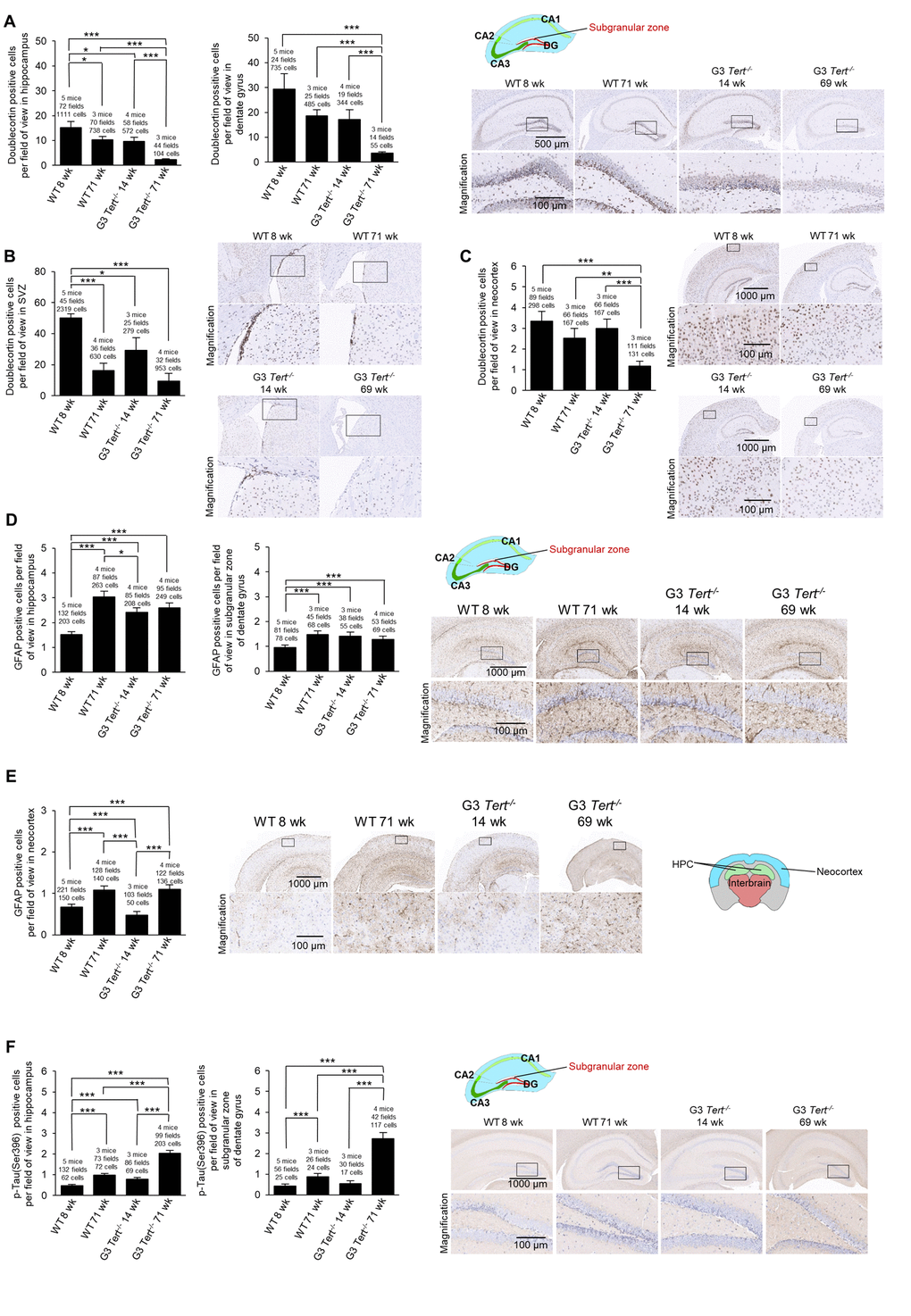 Immunohistochemistry of GFAP and Tau in the brain. (A-F) The quantification and representative images of the immunohistochemistry for positive cells per field of view for (A-C) doublecortin, (D-E) glial fibrillary acidic protein (GFAP), and (F) p-Tau(Ser396) in brain regions such as the hippocampus, dentate gyrus, and the neocortex. The data is shown for young and old wild-type and G3 Tert-/- mice. Data represent the mean ±SE of analyzed mice within each group. For the histopathology results, the number of mice analyzed per group is indicated, as well as the number of fields of view, and the number of positive cells. The t-test was used for statistical analysis. *p