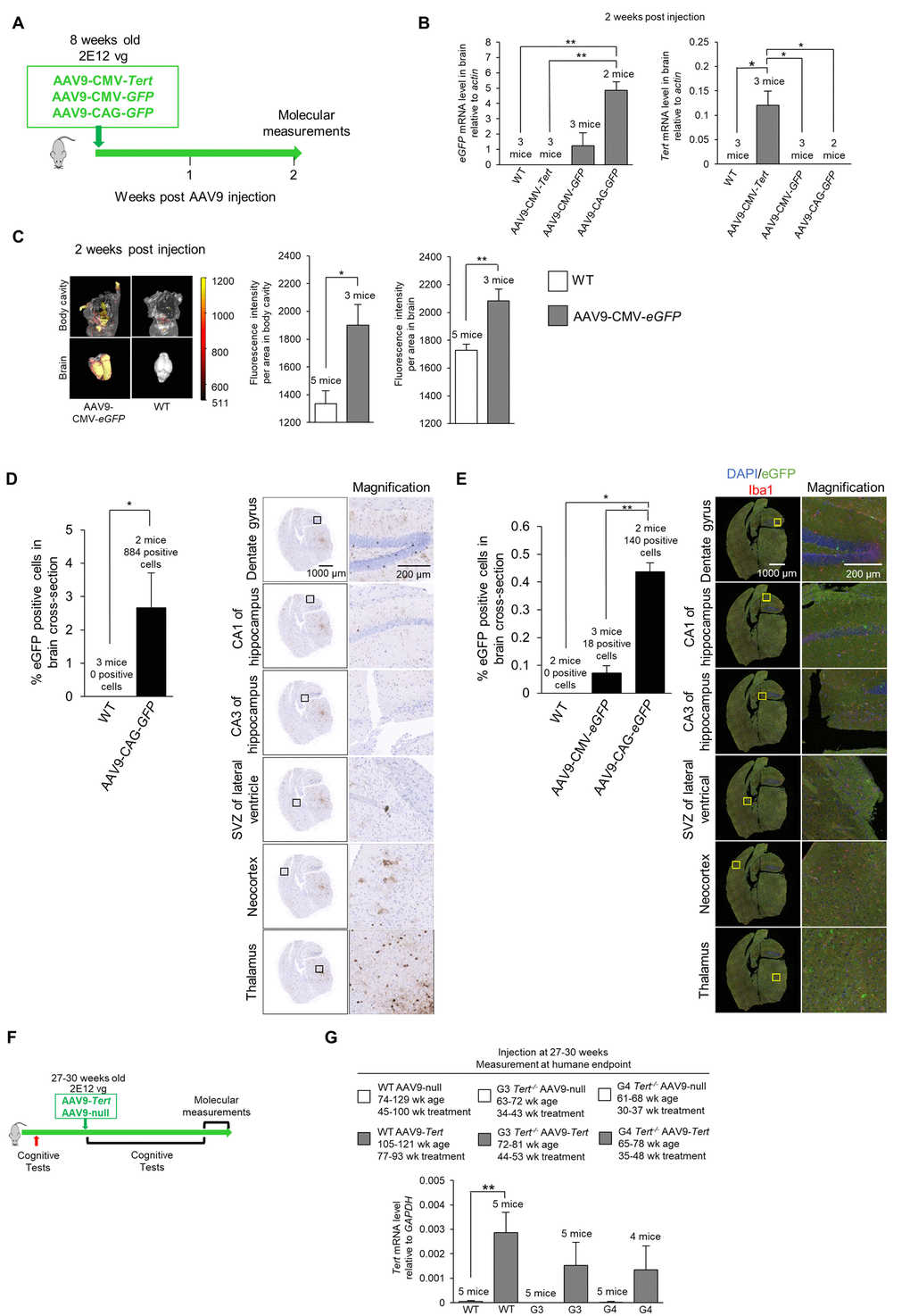 Experiment scheme and confirmation of virus transduction in the brain. (A) Scheme of the gene therapy experiment. Wild-type mice (8-week old) were injected IV with AAV9-CMV-Tert, AAV9-CMV-eGFP, or AAV9-CAG-eGFP, and sacrificed 2 weeks after injection. (B) Level of eGFP and Tert mRNA relative to actin in the brain as measured by qPCR 2 weeks post IV tail injection with 2E12 vg of AAV9-CMV-Tert, AAV9-CMV-eGFP, AAV9-CAG-eGFP, or no virus. (C) Quantification and representative images of fluorescence as measured by an IVIS instrument in the body and brain of wild-type mice and mice injected IV in the tail with AAV9-CMV-eGFP. (D) Quantification and representative images of eGFP positive cells in the brain as measured by immunohistochemistry in mice injected in the tail with 2E12 vg AAV9-CAG-eGFP or no virus. The percentage of eGFP positive cells was calculated from the whole coronal brain cross-section. The representative images show multiple regions throughout the brain as labelled. (E) Quantification and representative images of eGFP positive cells in the brain as measured by immunofluorescence in mice injected IV in the tail with 2E12 vg AAV9-CMV-eGFP, AAV9-CAG-eGFP, or no virus. The percentage of eGFP positive cells was calculated from the whole coronal brain cross-section. The representative images show multiple regions throughout the brain as labelled with DAPI stained nuclei in blue, eGFP in green, and Iba1 for microglia in red. (F) Scheme of experiment with injection of AAV9-Tert into young mice. The mice (wild-type, G3 Tert-/-, and G4 Tert-/- mice) were treated at a young age (27-30 weeks) by the IV tail injection of 2E12 vg of AAV9-Tert or AAV9-null virus. (G) The mRNA level of Tert in the brain at the humane endpoint. The mRNA level was measured by qPCR relative to GAPDH. The ages of the mice as well as the number of weeks of treatment for each group are indicated above the graph. Data represent the mean ±SE of analyzed mice within each group. The number of mice analyzed per group is indicated. The t-test was used for statistical analysis. *p