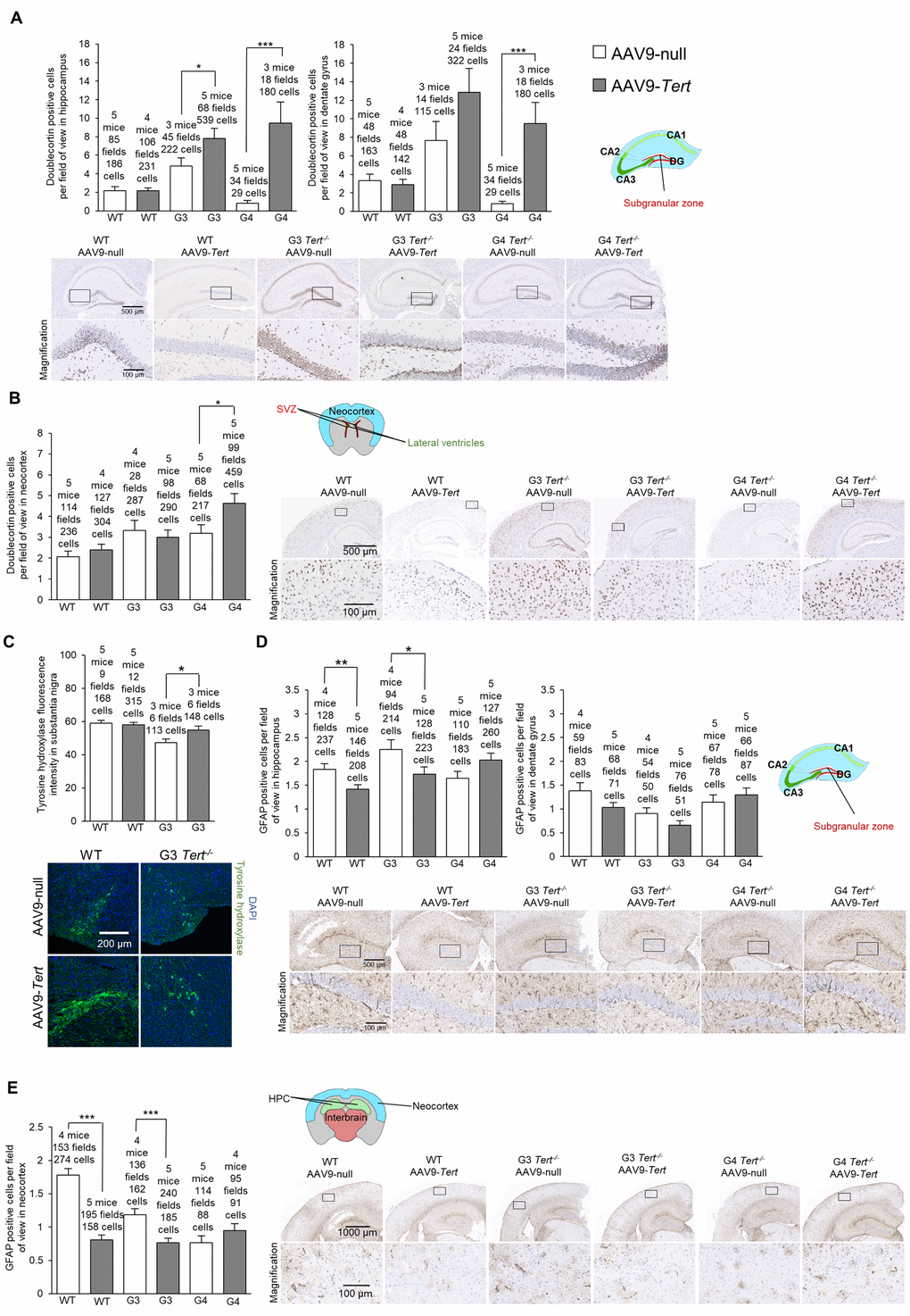 Treatment with AAV9-Tert results in more neurogenesis and less inflammation in the brain. (A-B) Quantification and representative images of the histopathology for doublecortin in the hippocampus (A), dentate gyrus (A), and neocortex (B). (C) Immunofluorescence of tyrosine hydroxylase in the substantia nigra. (D-E) Quantification and representative images of the histopathology for glial fibrillary acidic protein (GFAP) in the hippocampus (D), dentate gyrus (D), and (E) neocortex. Data represent the mean ±SE of analyzed mice within each group. The number of mice analyzed per group is indicated. The t-test was used for statistical analysis. *p