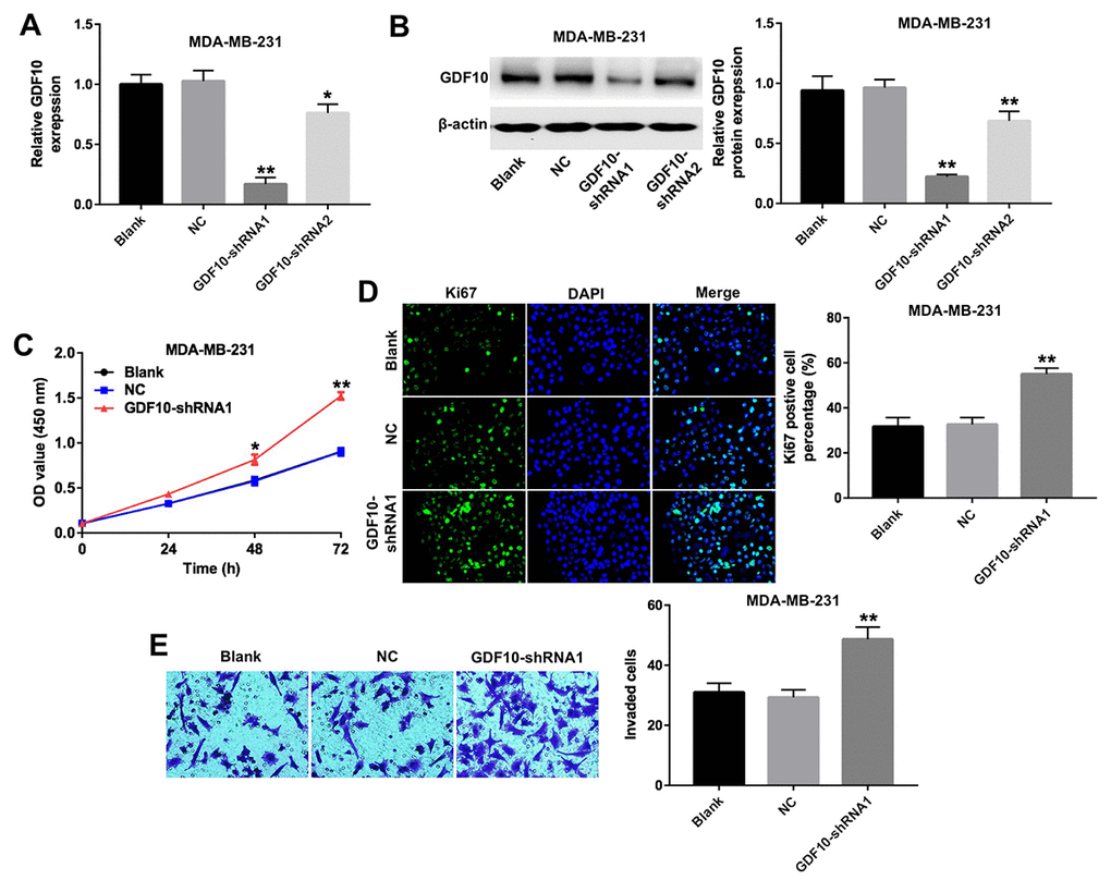 Downregulation of GDF10 promotes proliferation of MDA-MB-231 cells. GDF10 expression at the mRNA (A) and protein (B) levels after transfection with non-coding negative control shRNA (NC), GDF10-shRNA1, and GDF10-shRNA2. *P C) Cell proliferation assay. MDA-MB-231 cells were transfected with NC, GDF10-shRNA1, and GDF10-shRNA2 and proliferation measured with the CCK-8 assay at 0, 24, 48, and 72 h. *P D) Quantification of Ki67 expression by immunofluorescence in MDA-MB-231 cells. **P E) Cell invasion assay. MDA-MB-231 cells were transfected with NC or GDF10-shRNA1 for 72 h and cell invasion assessed in Matrigel-coated transwell inserts. **P 