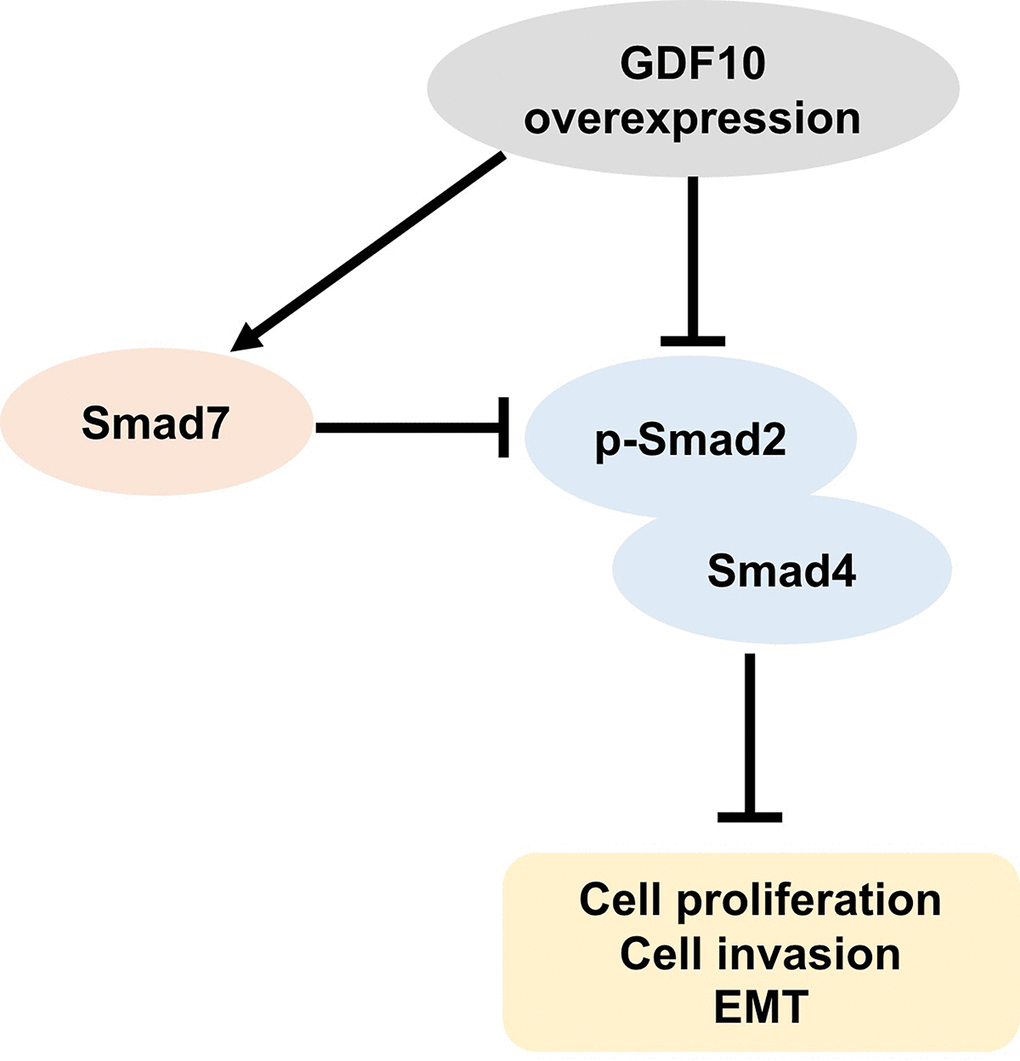 Schematic model of the antitumor actions of GDF10 on TNBC cells. GDF10 expression increases Smad7 levels and inhibits the formation of Smad2/4 complexes. Overexpression of GDF10 suppresses proliferation, EMT, and invasion in TNBC cells via inhibiting the formation of Smad2/4 involving the upregulation of Smad7.