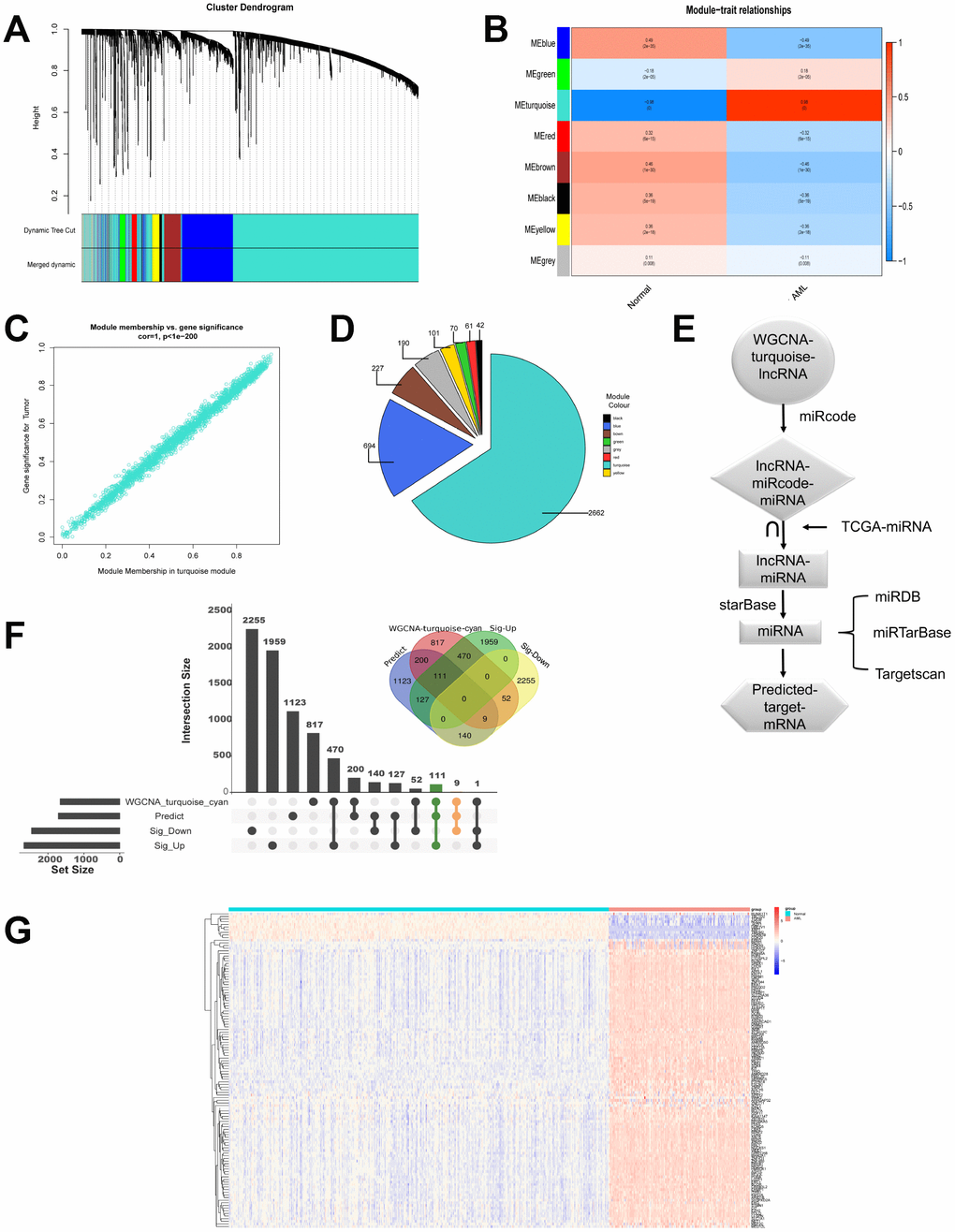 LncRNAs modules are analyzed by WGCNA. (A) Cluster dendrogram of the coexpression network modules was produced based on topological overlap in the lncRNAs. (B) The relation of lncRNAs in modules between AML and normal samples was investigated. (C) Turquoise module showed highest relationship with AML. (D) The number of lncRNAs in every module was shown. (E) Flow chart exhibited the process of predicting target mRNAs. (F) Overlapped target mRNAs were analyzed by the predicted target mRNAs, WGCNA-cyan-turquoise mRNAs, and the significantly up-regulated mRNAs and down-regulated mRNAs. (G) The expression of 120 selected target genes was displayed by heatmap.