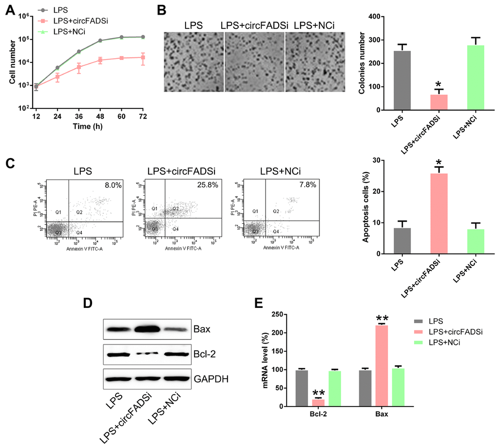 circFADS2 silencing reduced cell viability and induced apoptosis in LPS-treated chondrocytes. (A) CCK8 assay showing that transfection with a circFADS2 silencer (si-circFADS2) inhibited cell proliferation of LPS-treated chondrocytes. (B) Soft agar colony formation assay for the LPS-treated chondrocytes transfected with si-circFADS2 or si-NC, and that of non-transfected cells. The right panel shows the number of colonies formed in each group. (C) Flow cytometry analysis showing the levels of apoptosis in the different groups of chondrocytes. (D) WB and (E) qPCR analysis showing that circFADS2 inhibition downregulates Bcl-2 and up-regulates Bax in LPS-treated chondrocytes. *P 