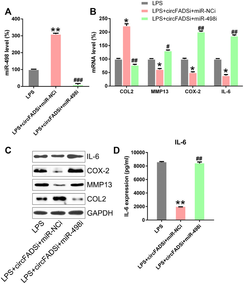 miR-498 inhibitor reversed the effects of circFADS2 on LPS-treated chondrocytes. LPS-treated chondrocytes were co-transfected with si-circFADS2 and miR-498 inhibitor/miR-NC inhibitor. (A) qPCR analysis was performed to confirm the miR-498 levels in each group. (B, C) The mRNA and protein expression of the indicated proteins was determined by qPCR and WB. (D) The IL-6 level in cells was examined by ELISA. Results were normalized to GAPDH expression. *P # P ## P ### P 