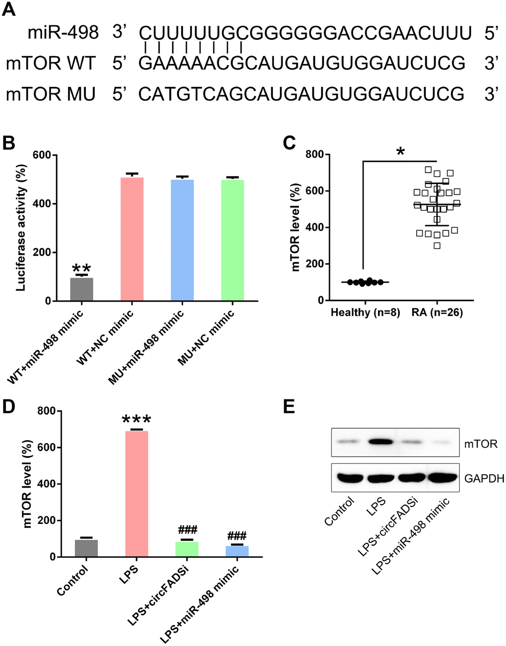 miR-498 targets the mTOR. (A) Bioinformatic analysis showing that miR-498 has a binding site in the 3′-UTR of mTOR. (B) DLRA was performed following co-transfection of chondrocytes with a luciferase reporter containing either a WT (wild-type) or MU (mutant) mTOR and a miR-498 mimic. (C) qPCR analysis showing the significantly increased mTOR expression levels in RA patients. (D, E) Chondrocytes were transfected with si-circFADS2 or miR-498 mimic and then treated with LPS. qPCR and WB analysis were carried out to detect mTOR levels in each group. *P #P ###P 