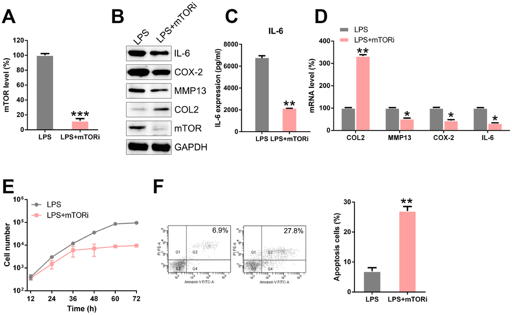 mTOR inhibition regulates ECM degradation, inflammation, and apoptosis of LPS-treated chondrocytes. LPS-treated chondrocytes were transfected with si-mTOR. (A) qPCR analysis was performed to confirm the mTOR mRNA levels in each group. (B) The protein levels of type II collagen, MMP13, COX-2, IL-6, and mTOR were determined by WB. (C) The IL-6 level in cells was examined by ELISA. (D) The mRNA levels of type II collagen, MMP13, COX-2, IL-6, and mTOR were determined by WB; results are normalized to the expression of GAPDH. (E) CCK8 assay showing that mTOR silencing inhibited cell proliferation of LPS-treated chondrocytes. (F) Flow cytometry analysis showing apoptosis levels in LPS-treated chondrocytes with mTOR silenced. *P 