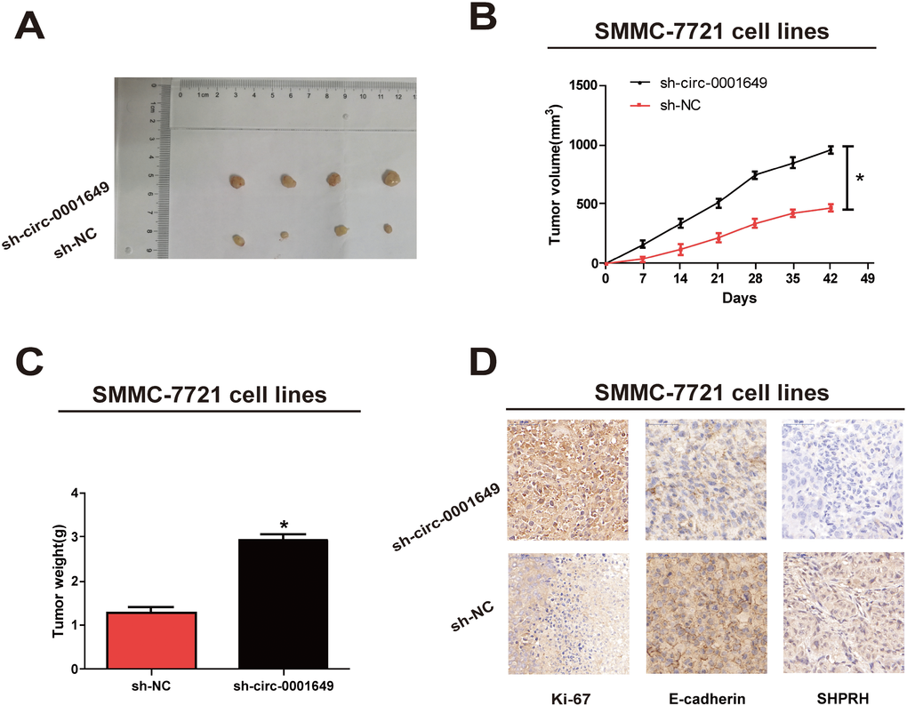 Circ-0001649 regulated in vivo proliferation of SMMC-7721 cells. (A) Representative images of xenografts tumor (four mice per group) in nude mice. (B) Tumor growth curves were measured after injection of SMMC-7721 cells transfected with sh-circ-0001649 or sh-NC. (C) Tumor weights were measured. (D) Ki-67, SHPRH and E-cadherin IHC staining. *P